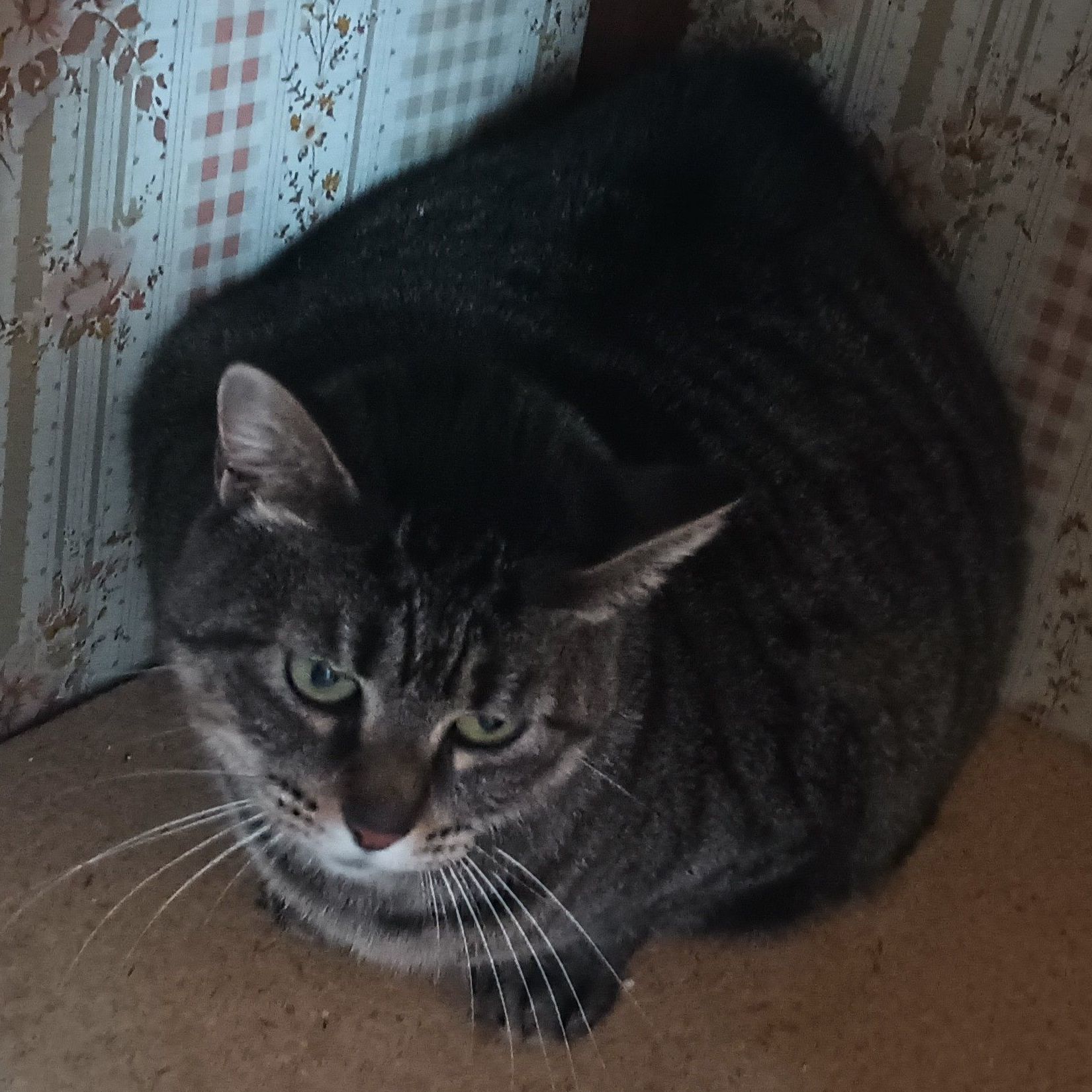 Fluffy *COURTESY POST*, Adoptable, Adult Female Tabby & Domestic Short Hair.