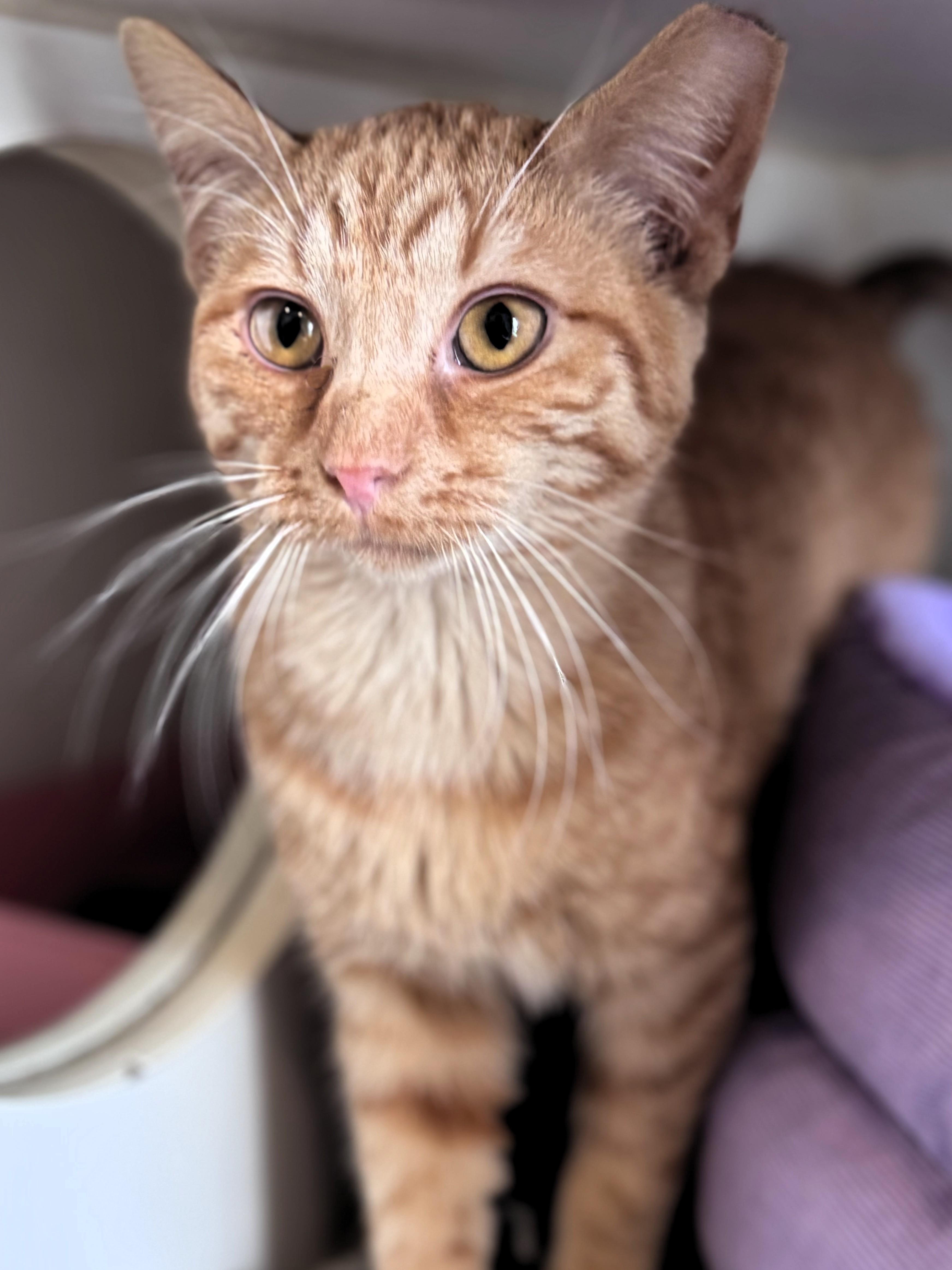 Phil, adopted, Kitten Male Domestic Short Hair.