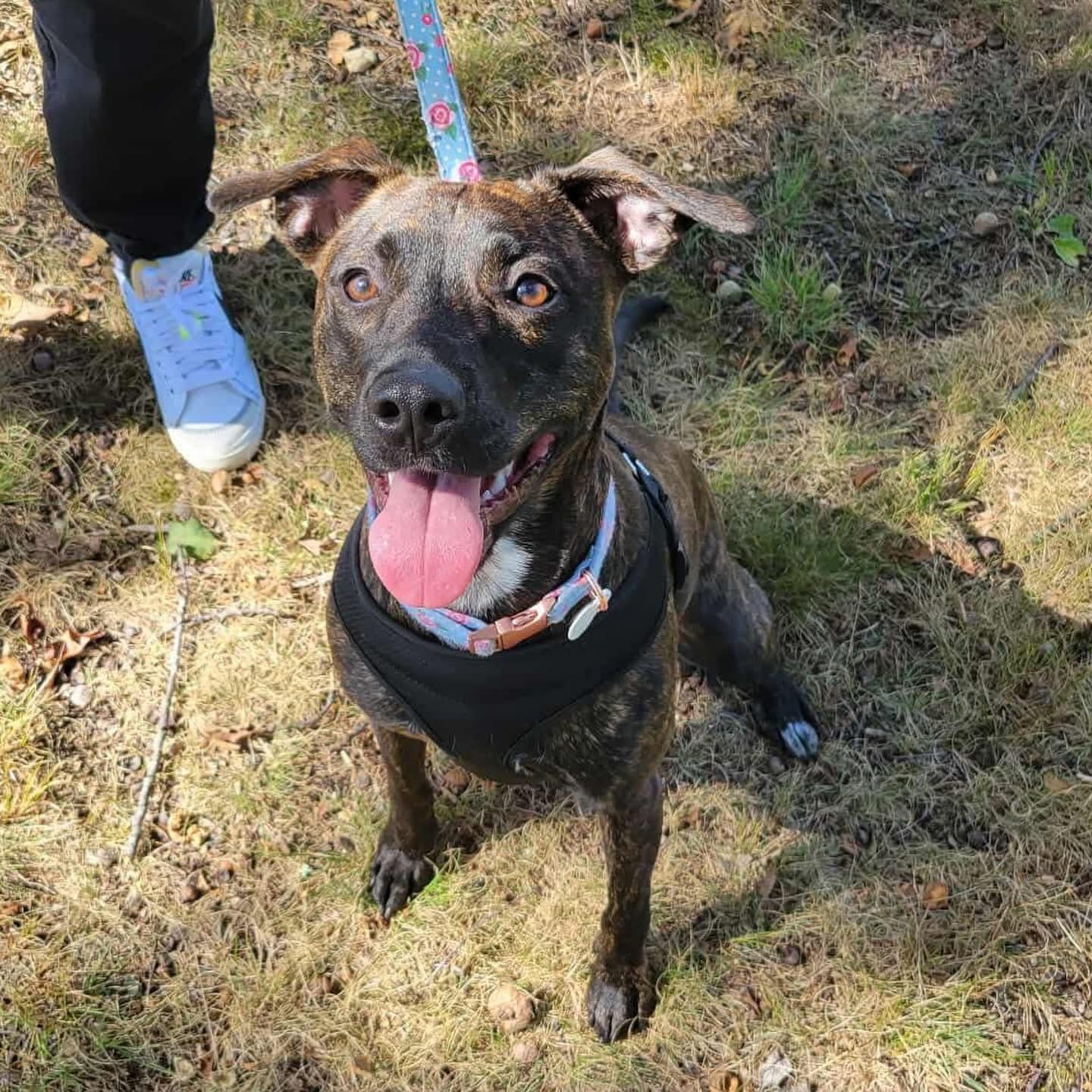 Lottie, a Adoptable mixed breed in Hopkinton, MA image 1/6