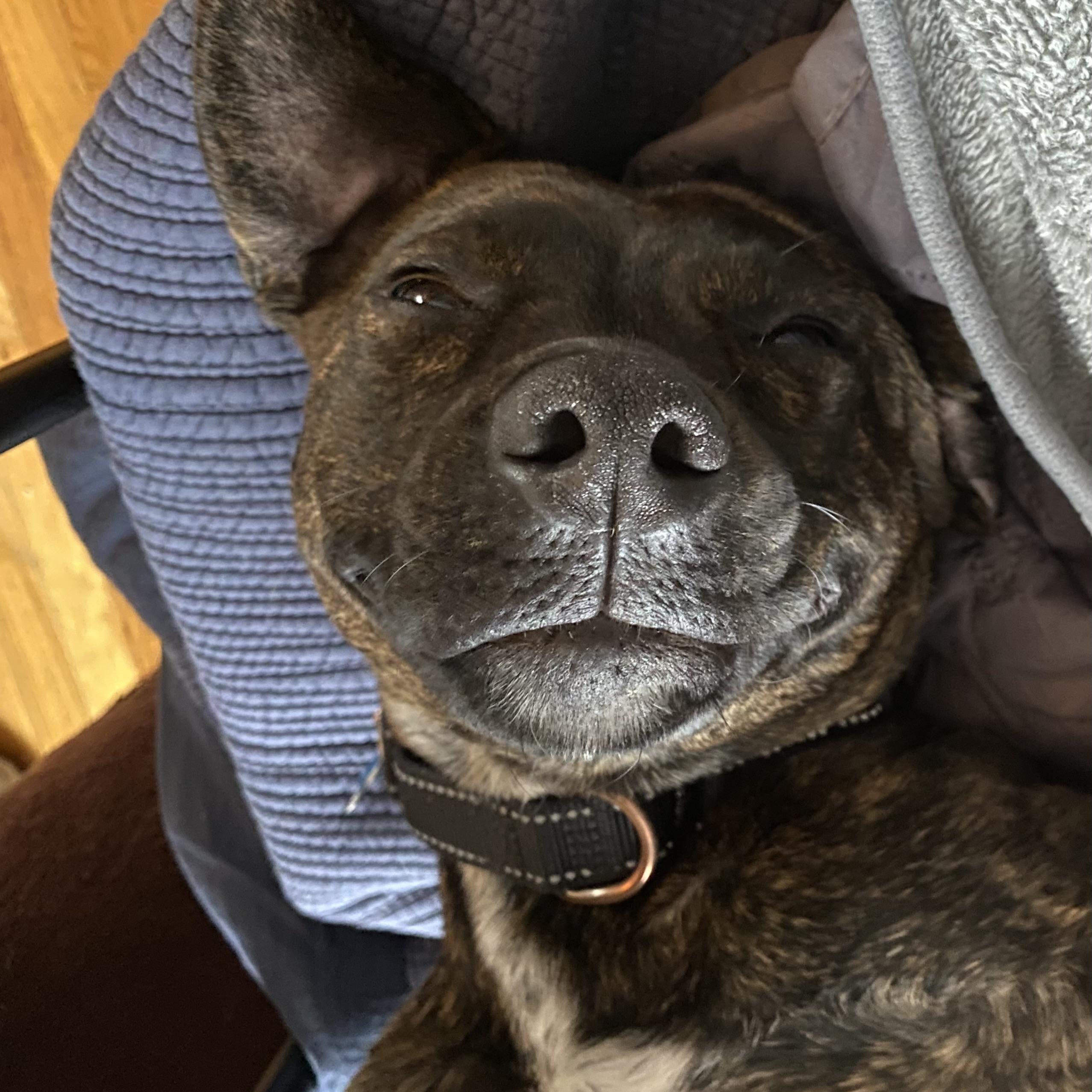 Enlarge  Lottie, a Adoptable mixed breed in Hopkinton, MA image 5/6