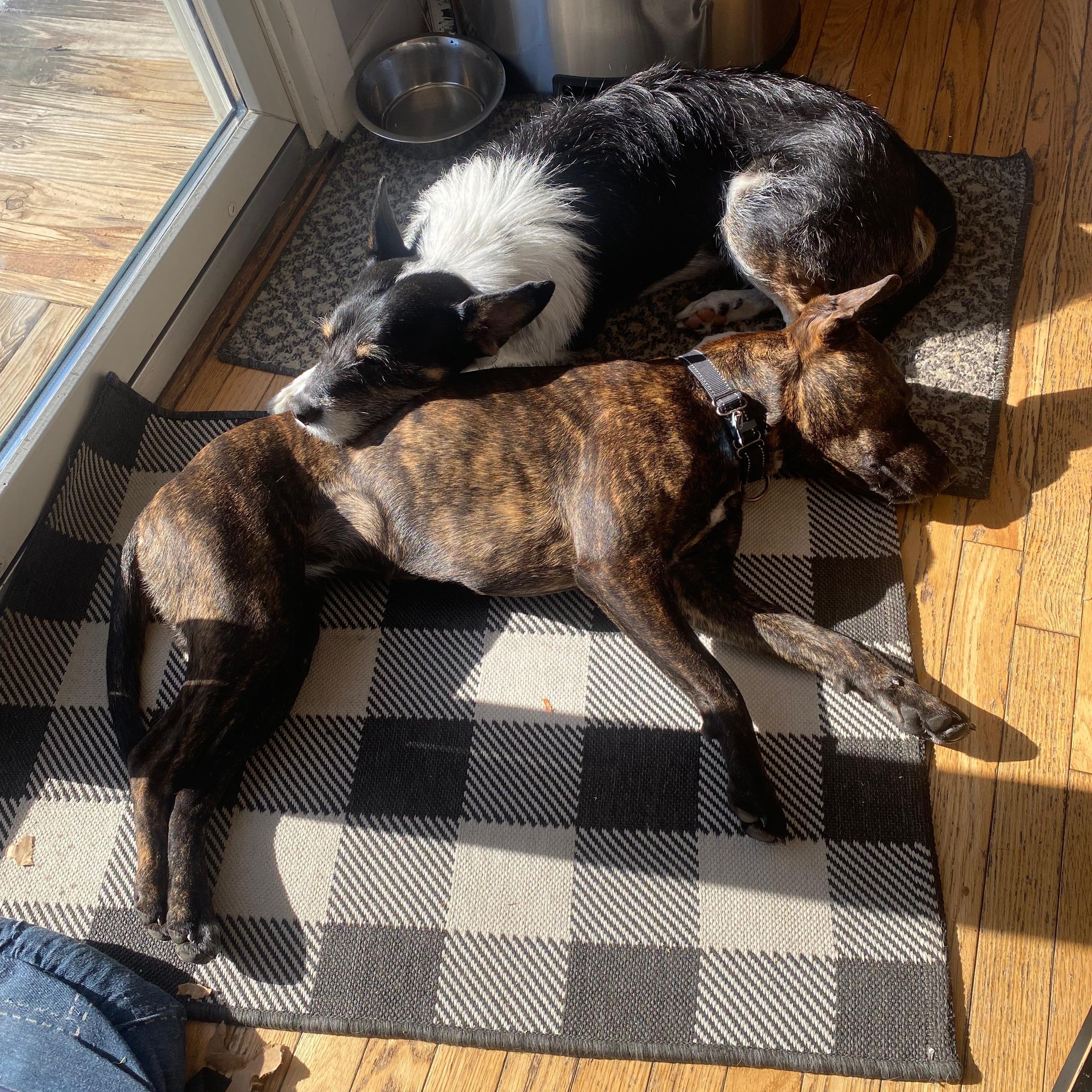 Enlarge  Lottie, a Adoptable mixed breed in Hopkinton, MA image 3/6