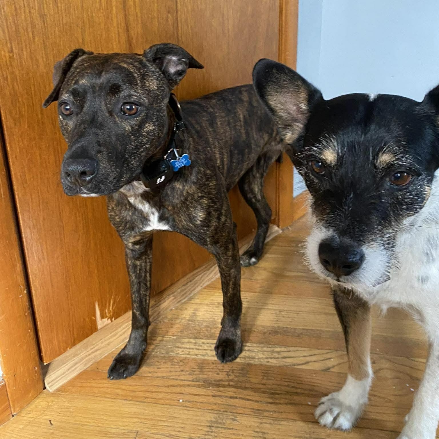 Enlarge  Lottie, a Adoptable mixed breed in Hopkinton, MA image 2/6