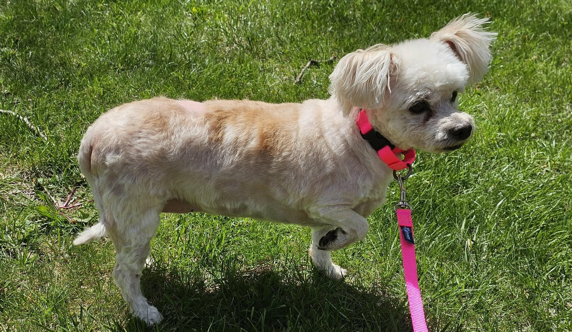 Penelope aka Penny, a ADOPTABLE mixed breed in Troy, MI image 3/5