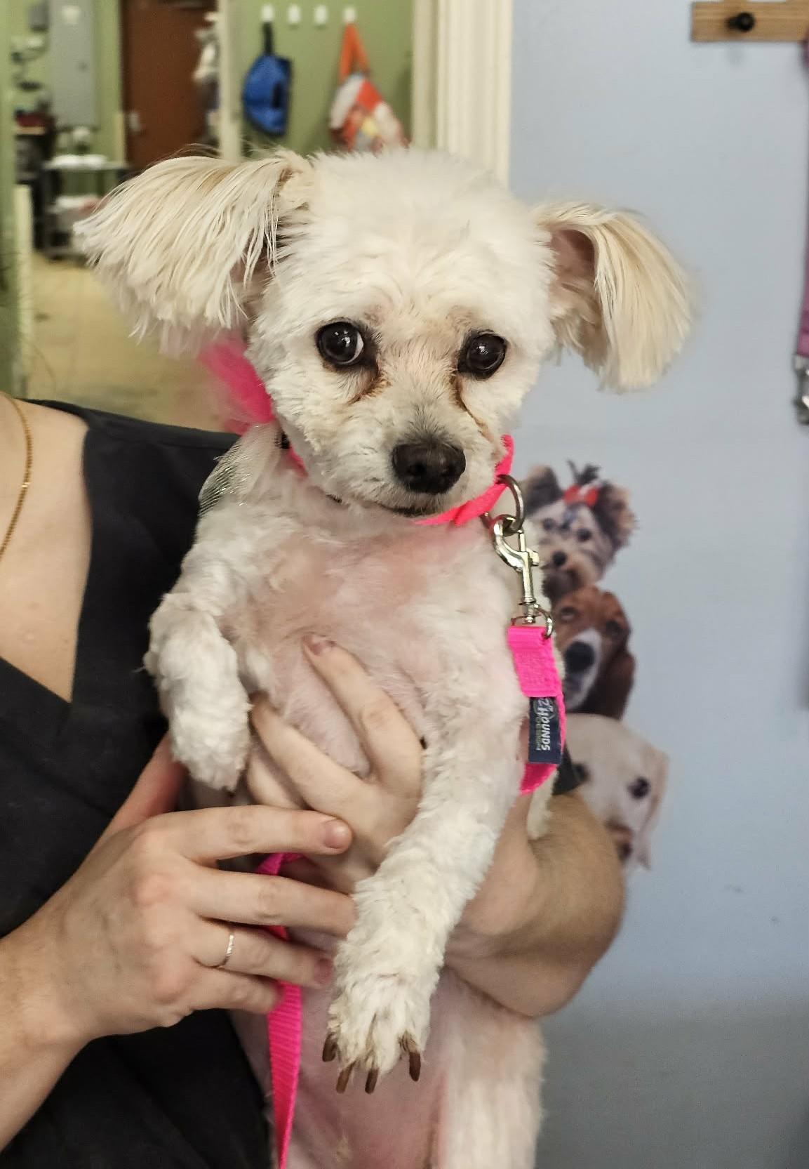 Penelope aka Penny, a ADOPTABLE mixed breed in Troy, MI image 1/5