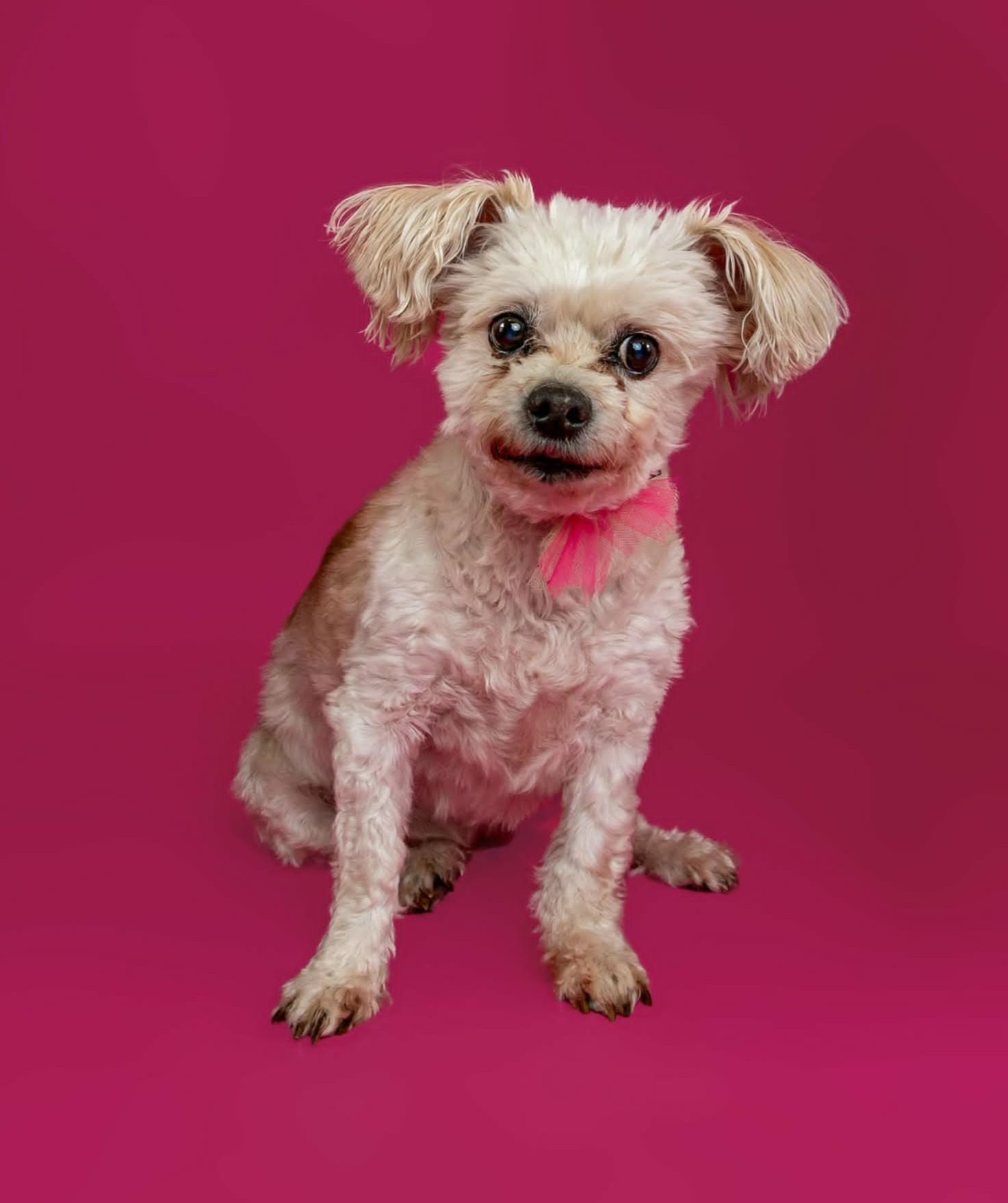 Penelope aka Penny, a ADOPTABLE mixed breed in Troy, MI image 4/5