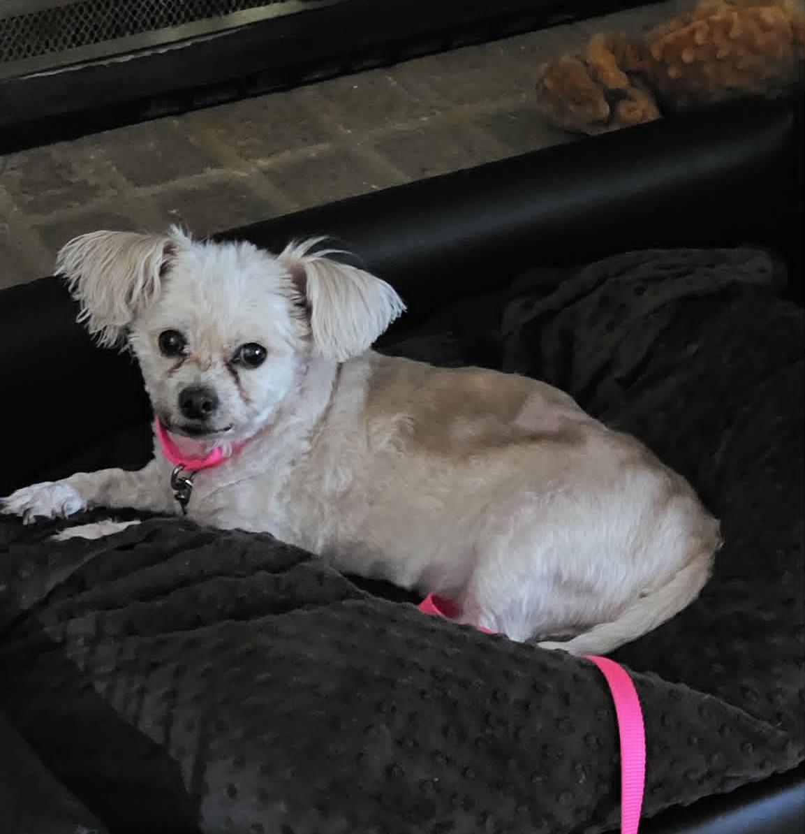 Penelope aka Penny, a ADOPTABLE mixed breed in Troy, MI image 5/5