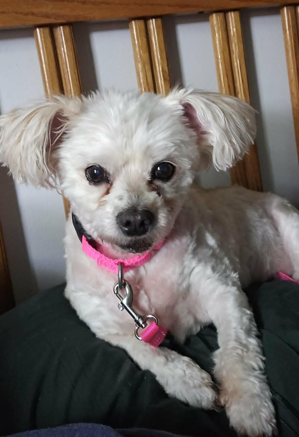 Penelope aka Penny, a ADOPTABLE mixed breed in Troy, MI image 2/5
