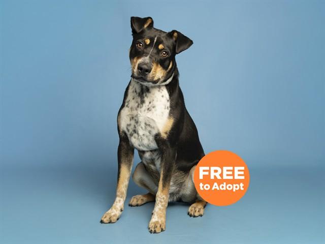 RICARDO, Adoptable, Young Male Australian Cattle Dog / Blue Heeler & Mixed Breed.