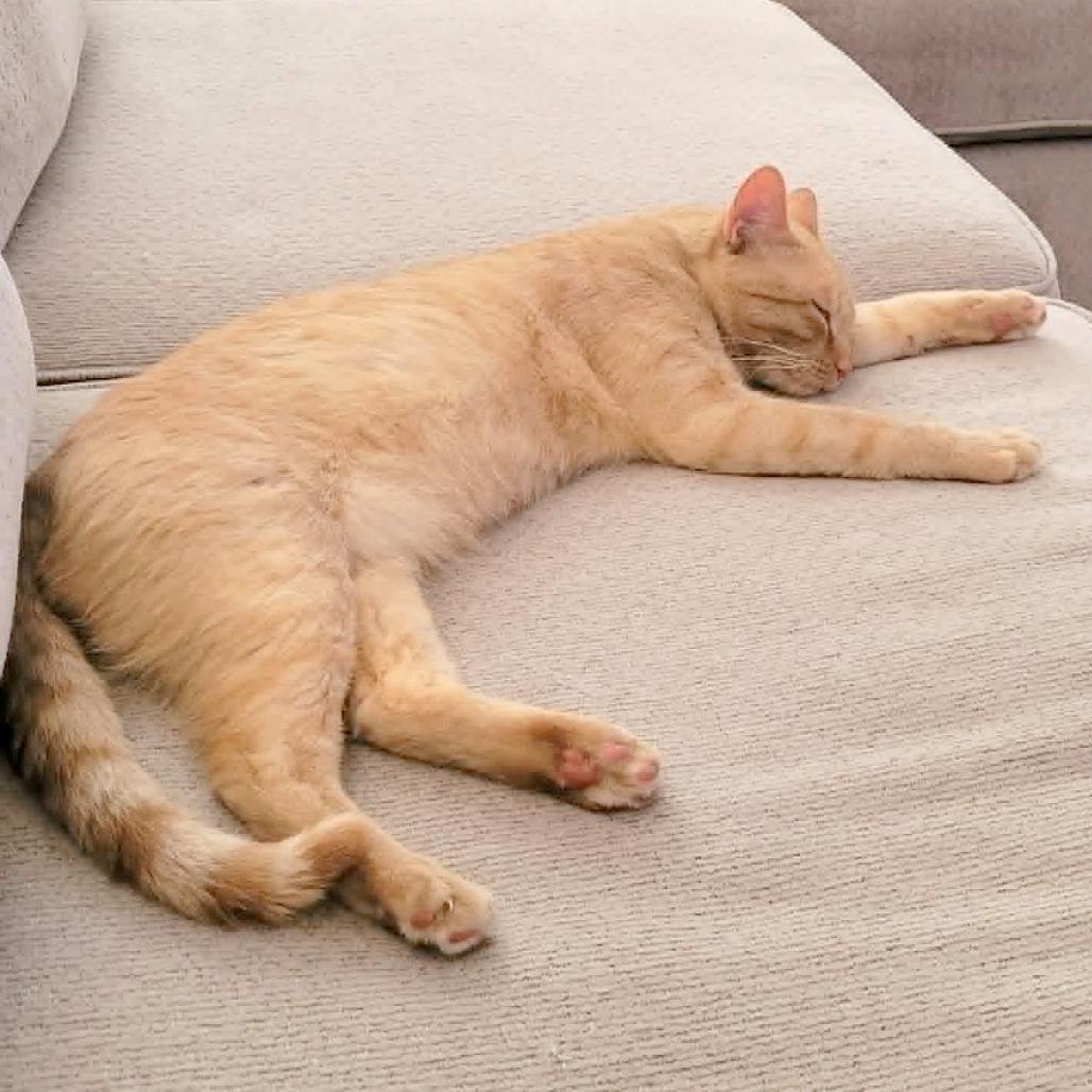 Jasper, Adoptable, Young Male Domestic Short Hair.