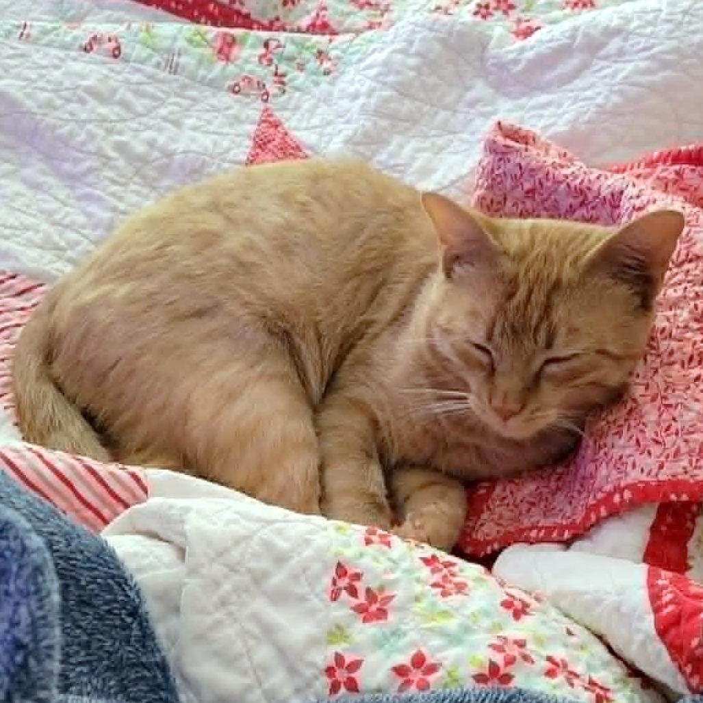 Enlarge Jasper, a Adoptable Domestic Short Hair in FAIRWAY, KS image 2/4