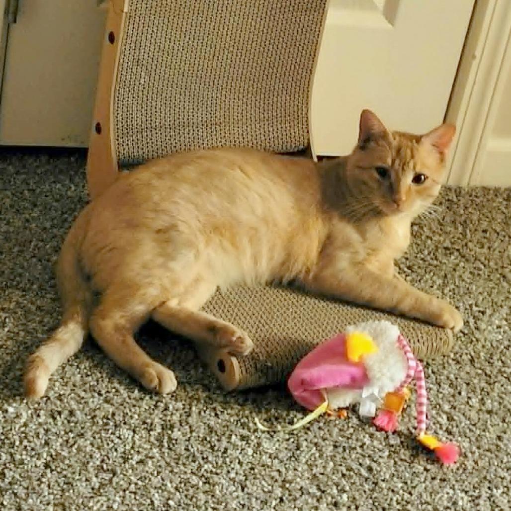 Enlarge Jasper, a Adoptable Domestic Short Hair in FAIRWAY, KS image 3/4
