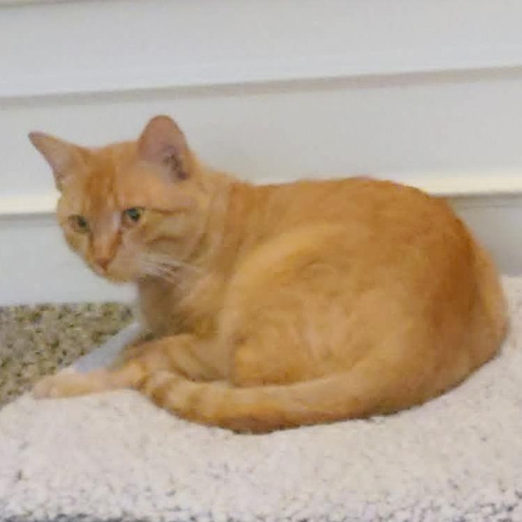 Enlarge Jasper, a Adoptable Domestic Short Hair in FAIRWAY, KS image 4/4
