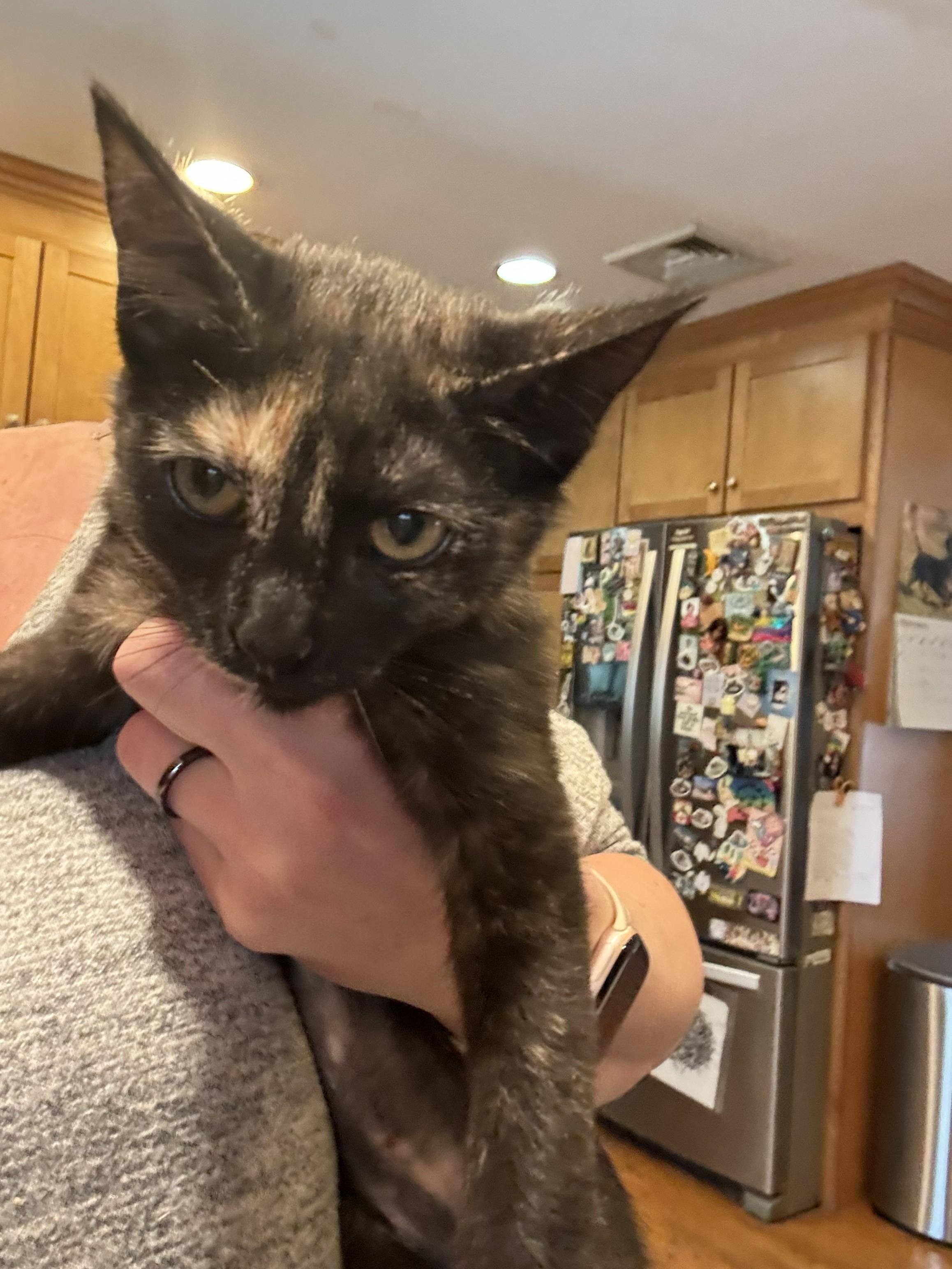 Queenie, a ADOPTABLE Tortoiseshell in Salt Point, NY image 2/2