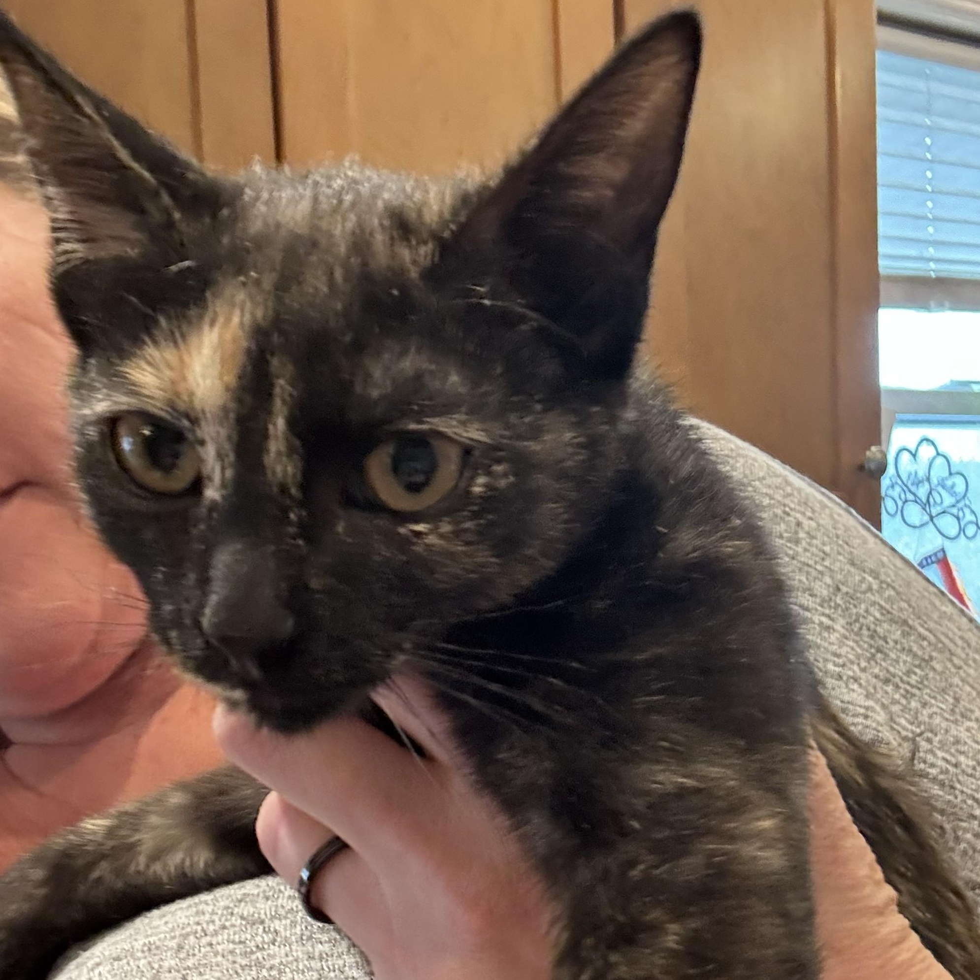 Queenie, ADOPTABLE, Kitten Female Tortoiseshell.