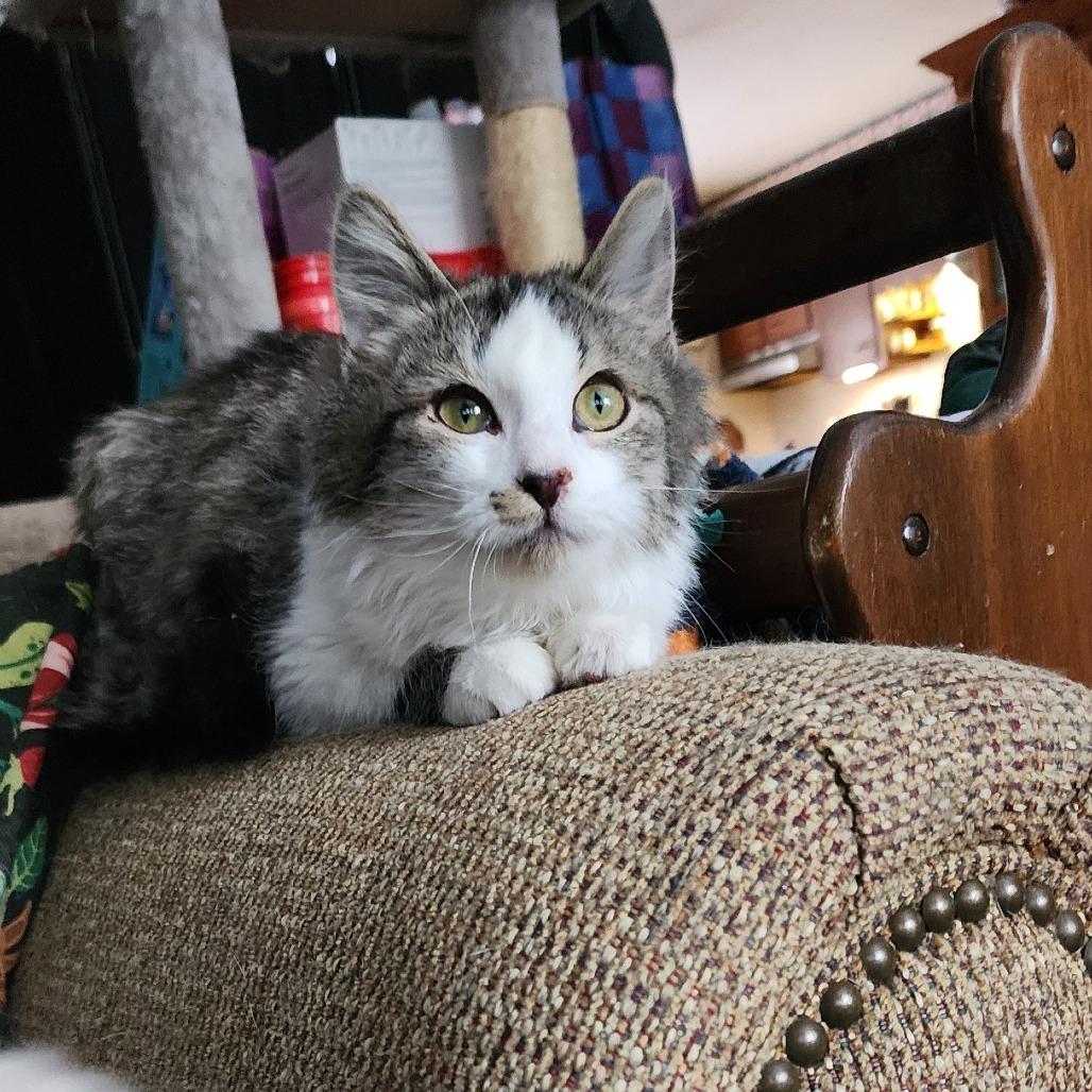 Ruby, Adoptable, Young Female Domestic Medium Hair.