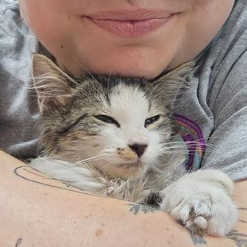 Enlarge Ruby, a Adoptable Domestic Medium Hair in Toledo, OH image 2/2