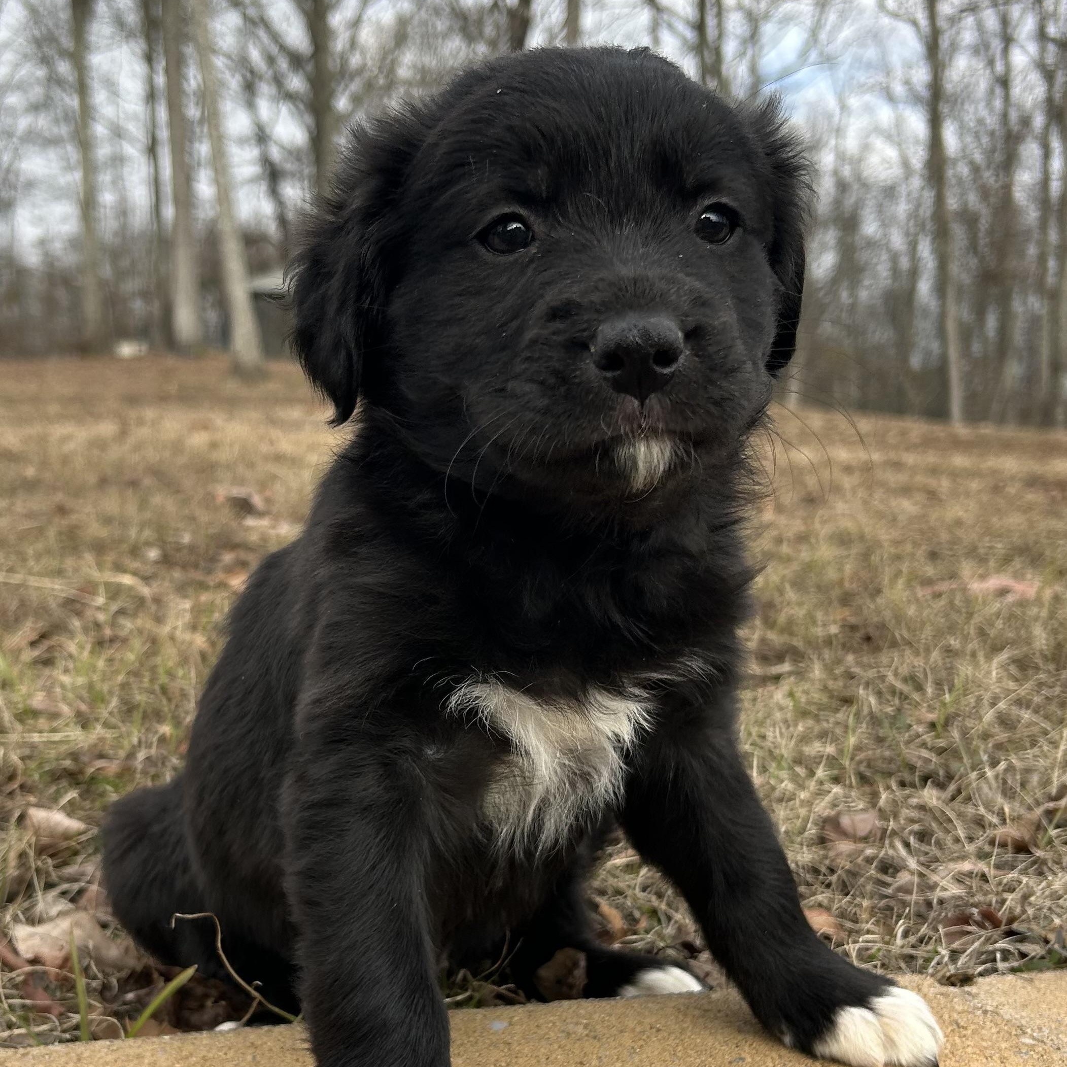 Meg, Adoptable, Puppy Female Collie & Shepherd.