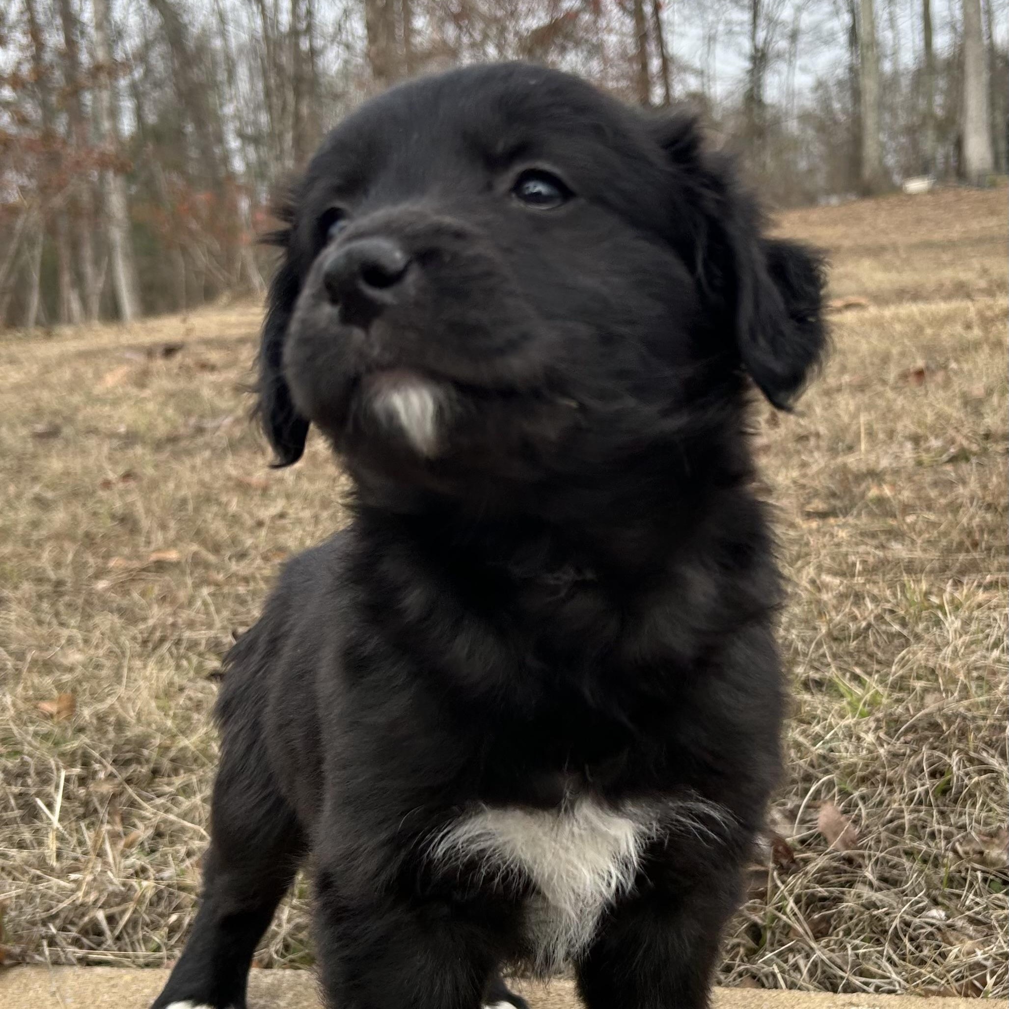 Enlarge Meg, a Adoptable mixed breed in Harrisburg, PA image 2/6