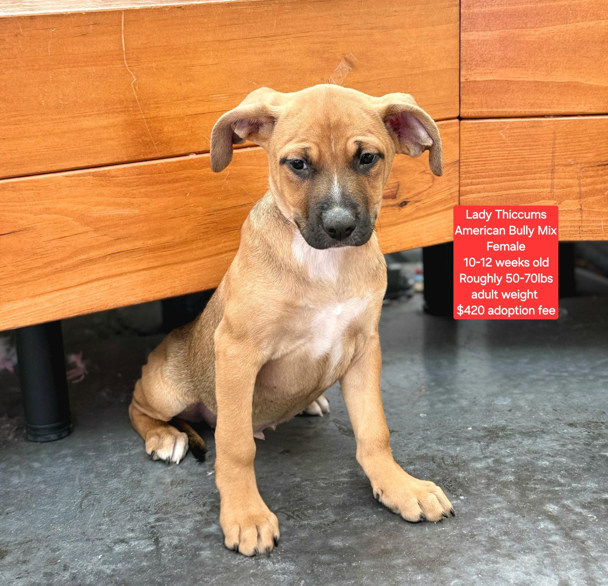 Lady Thiccums, Adoptable, Puppy Female American Bully.