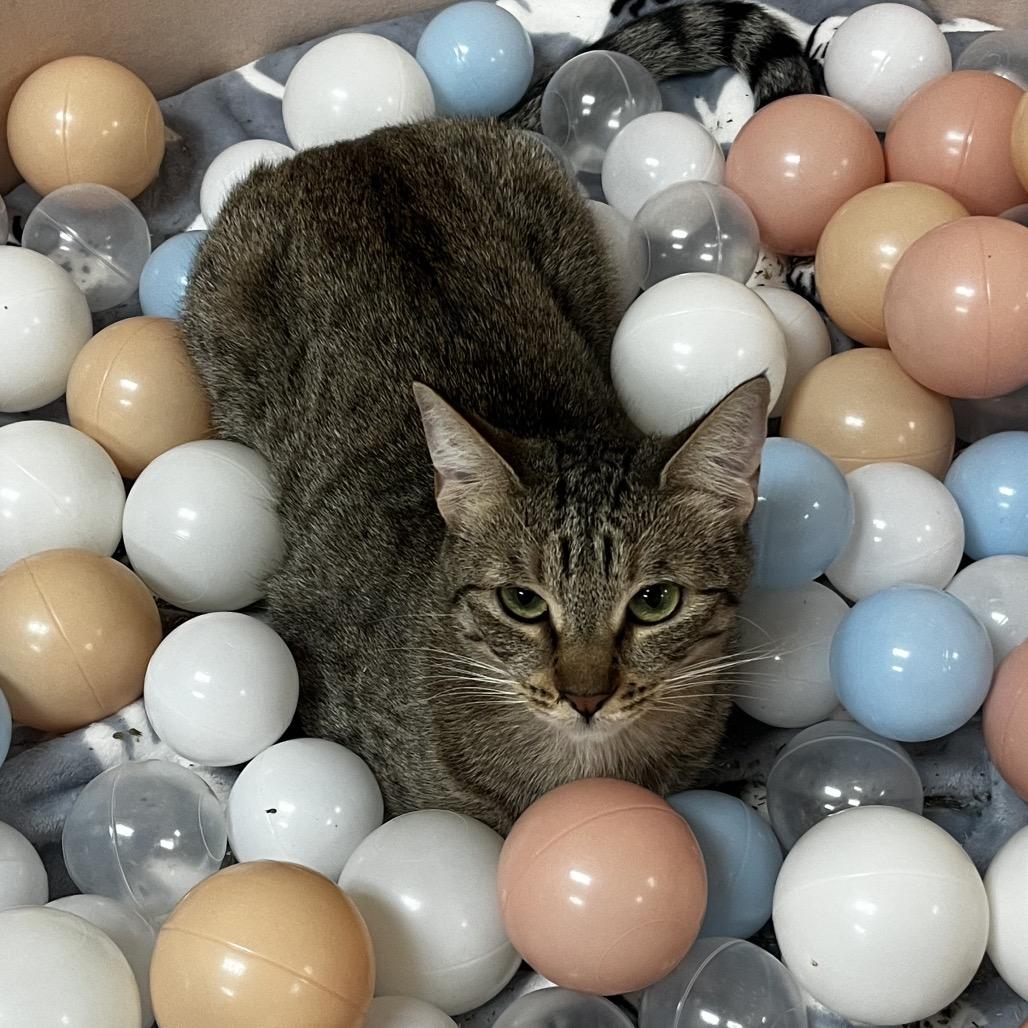 Ramona, Adoptable, Adult Female Domestic Short Hair.
