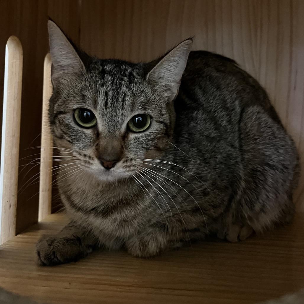 Enlarge Ramona, a Adoptable Domestic Short Hair in Yucca Valley, CA image 2/4