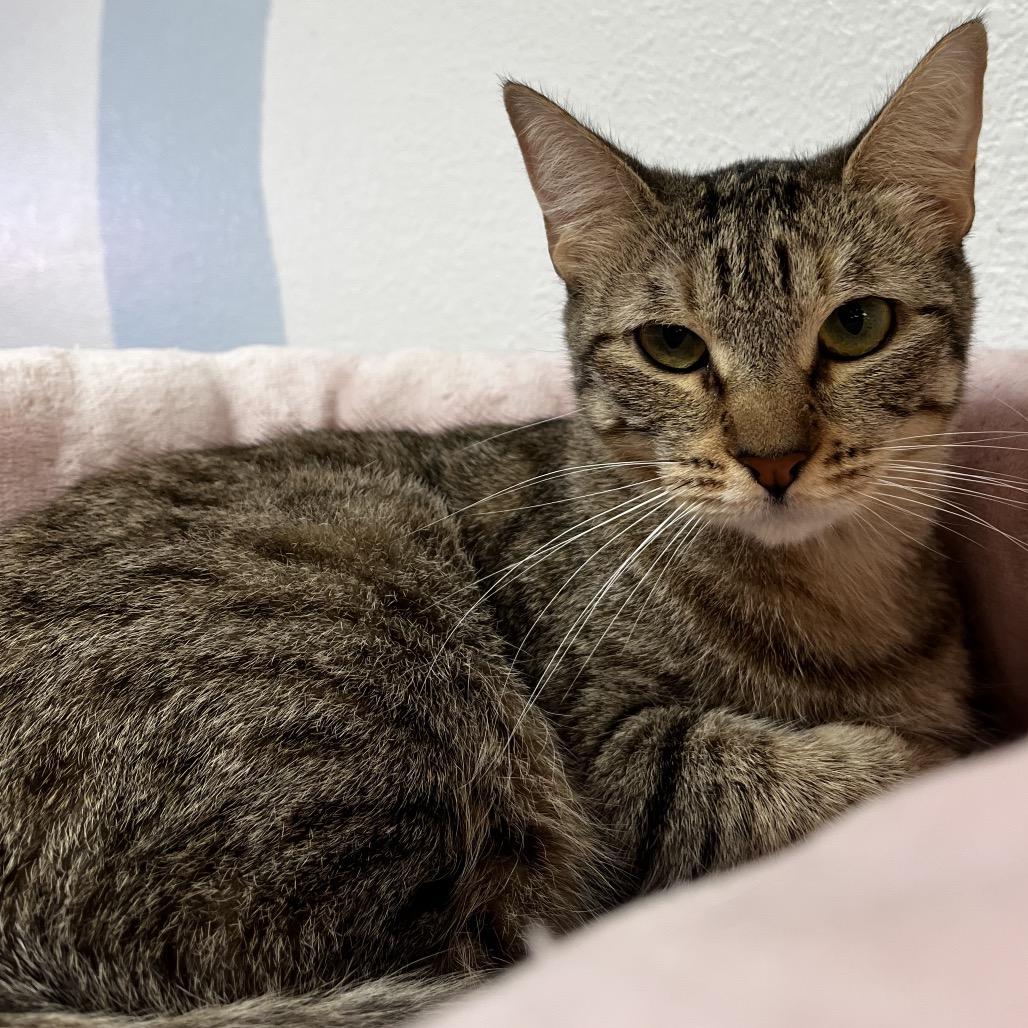 Enlarge Ramona, a Adoptable Domestic Short Hair in Yucca Valley, CA image 3/5