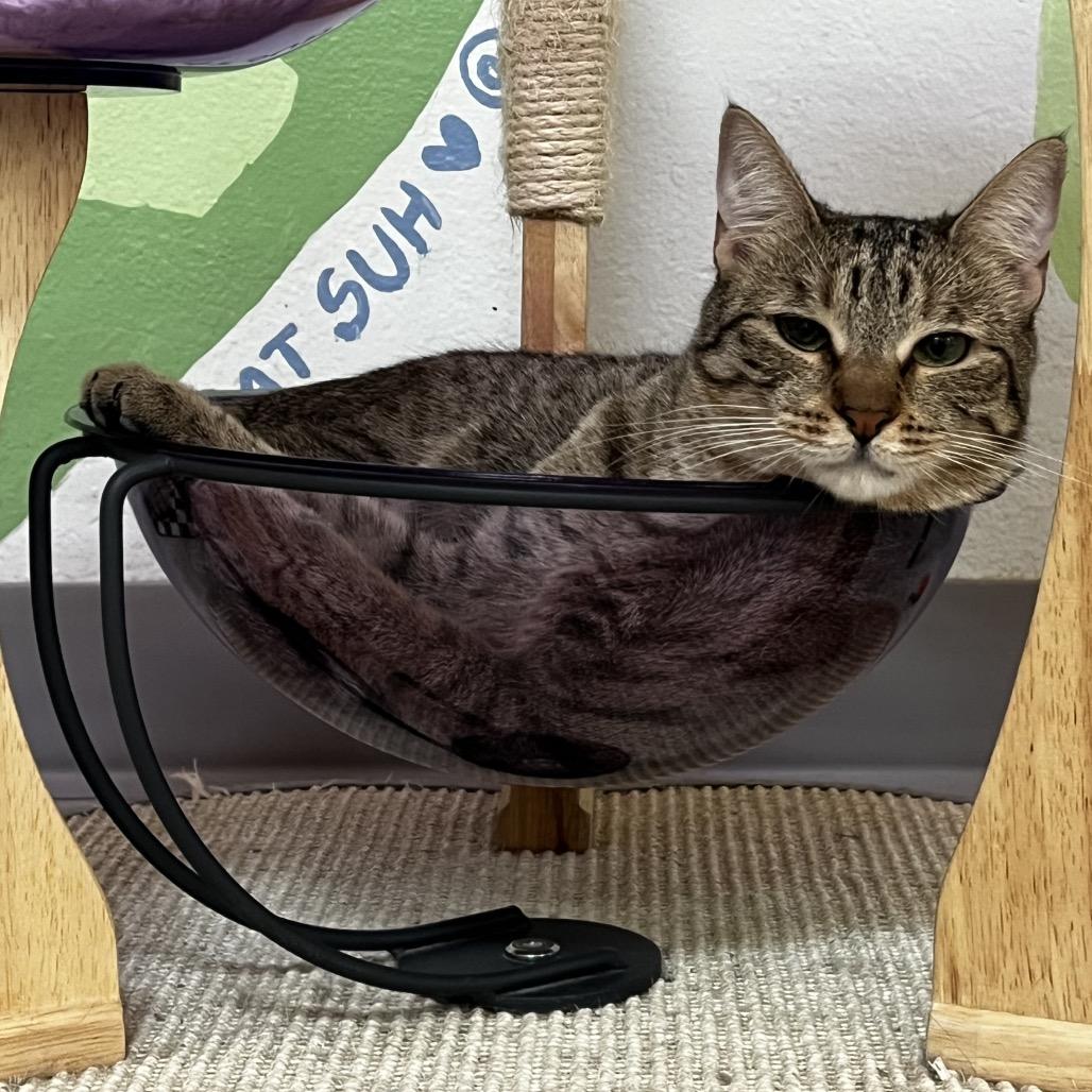 Enlarge Ramona, a Adoptable Domestic Short Hair in Yucca Valley, CA image 4/5