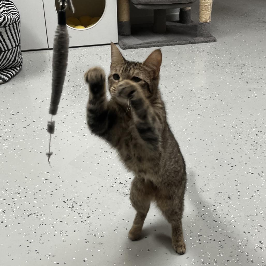 Enlarge Ramona, a Adoptable Domestic Short Hair in Yucca Valley, CA image 3/4