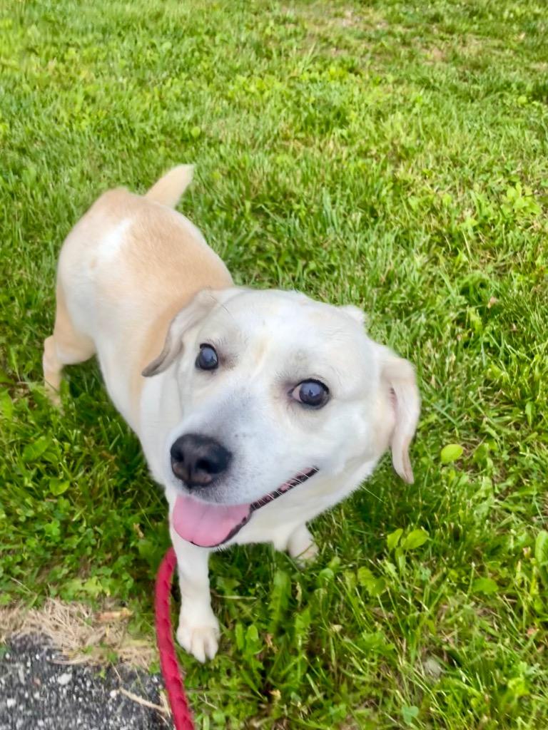 Angel, a Adoptable mixed breed in Hyde Park, NY image 4/6