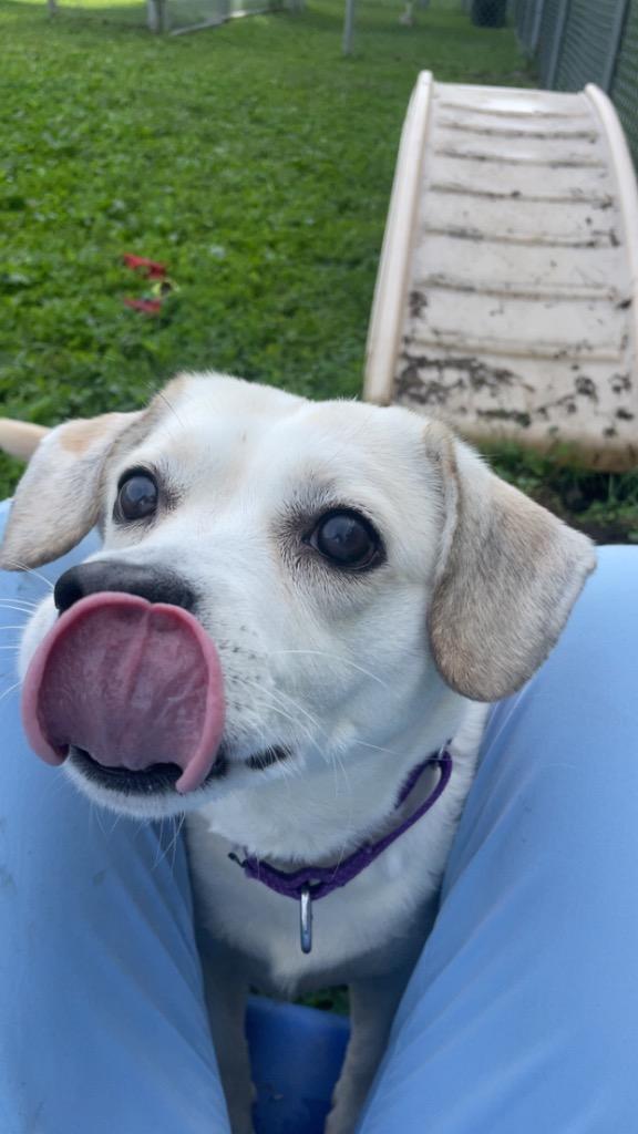 Angel, a Adoptable mixed breed in Hyde Park, NY image 5/6