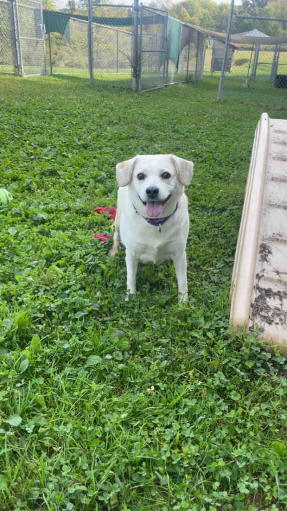 Angel, a Adoptable mixed breed in Hyde Park, NY image 6/6