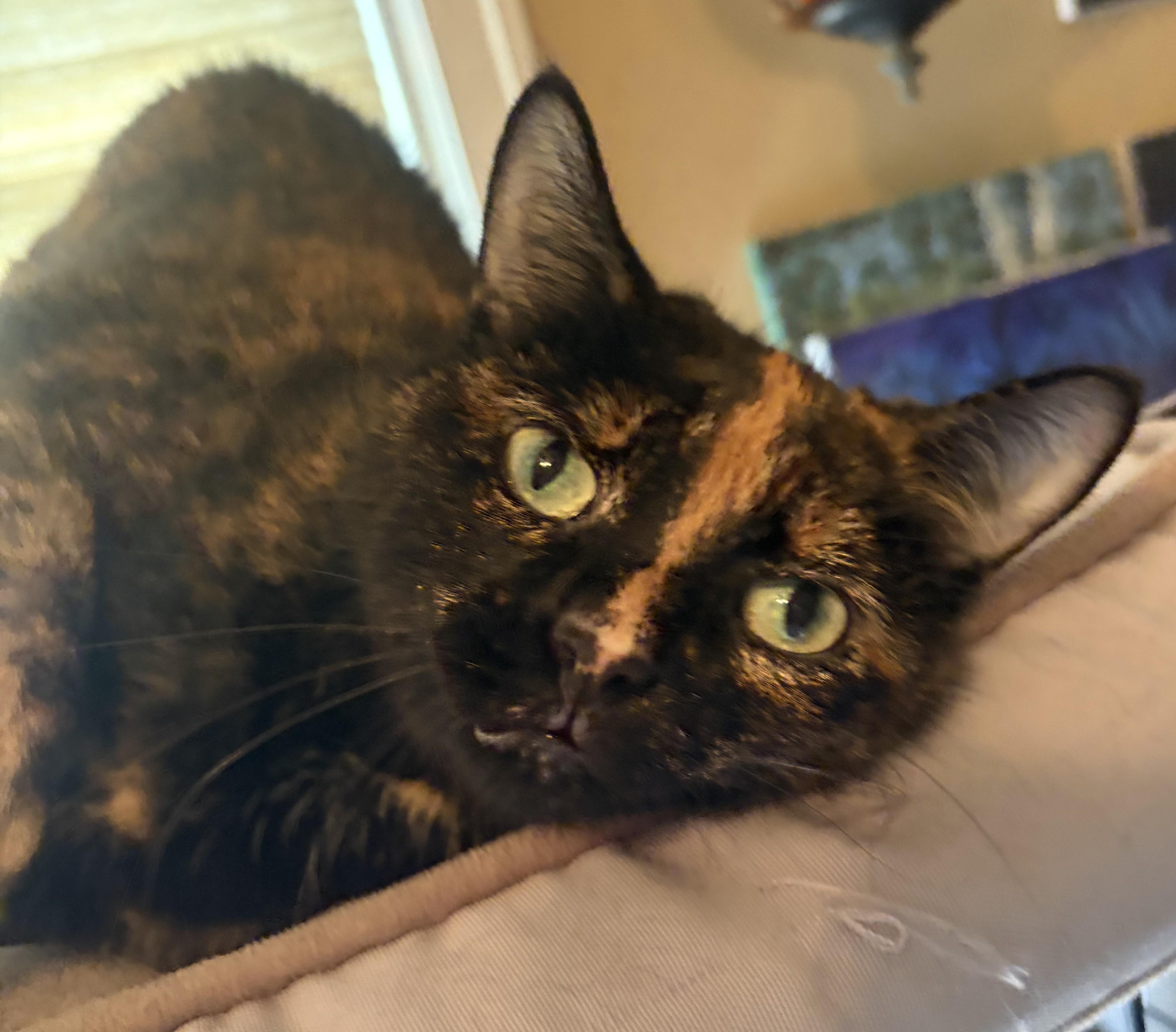 Mia26, ADOPTABLE, Adult Female Domestic Short Hair.