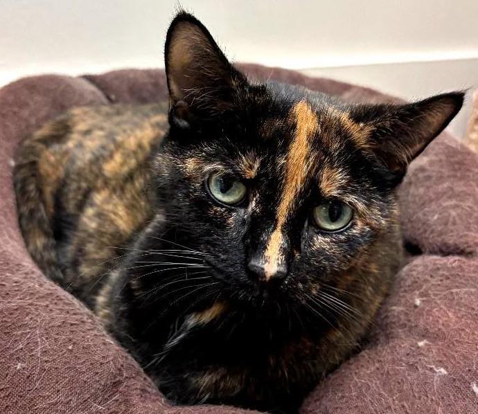 Mia26, a ADOPTABLE Domestic Short Hair in Milwaukee, WI image 2/4