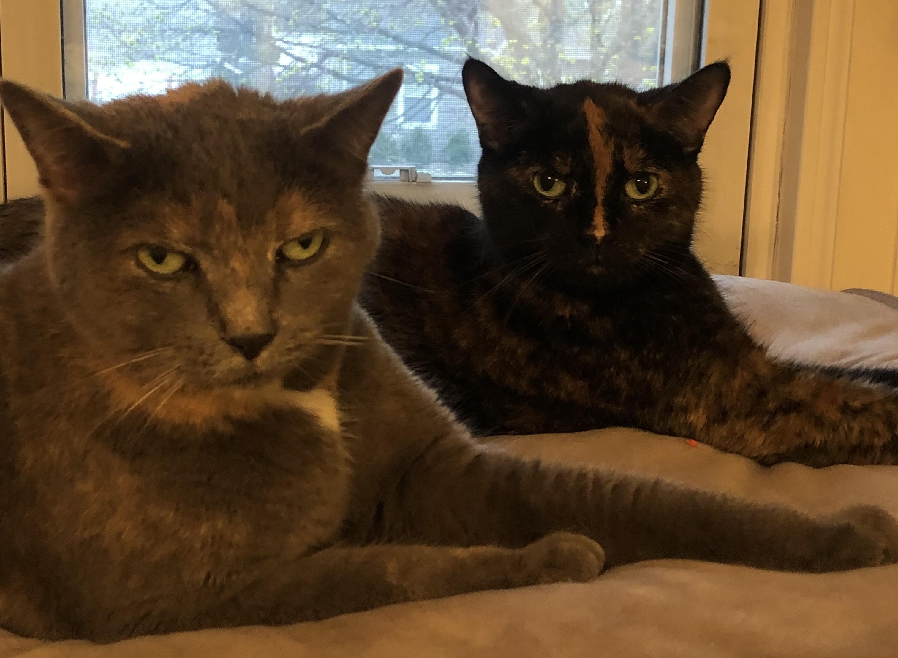 Mia26, a ADOPTABLE Domestic Short Hair in Milwaukee, WI image 4/4