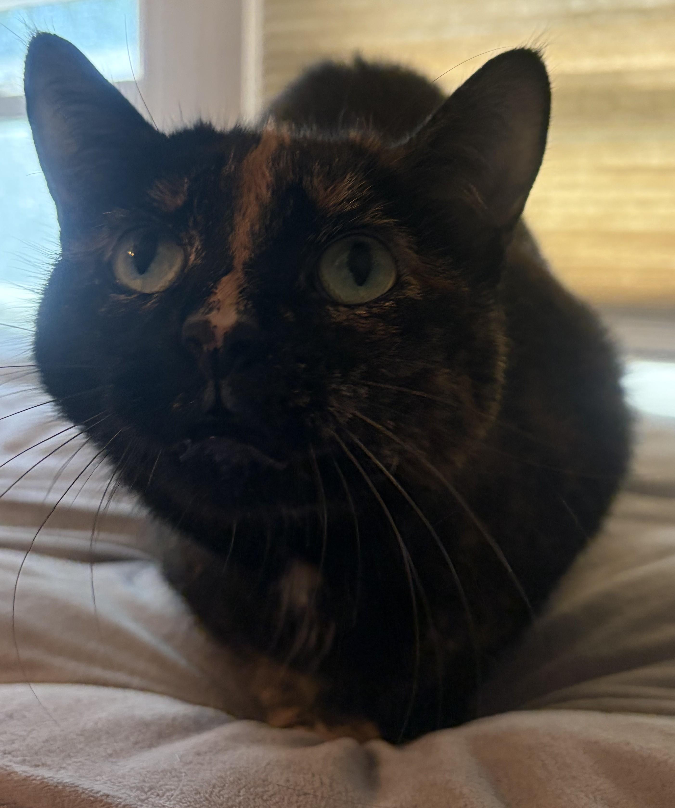 Mia26, a ADOPTABLE Domestic Short Hair in Milwaukee, WI image 3/4