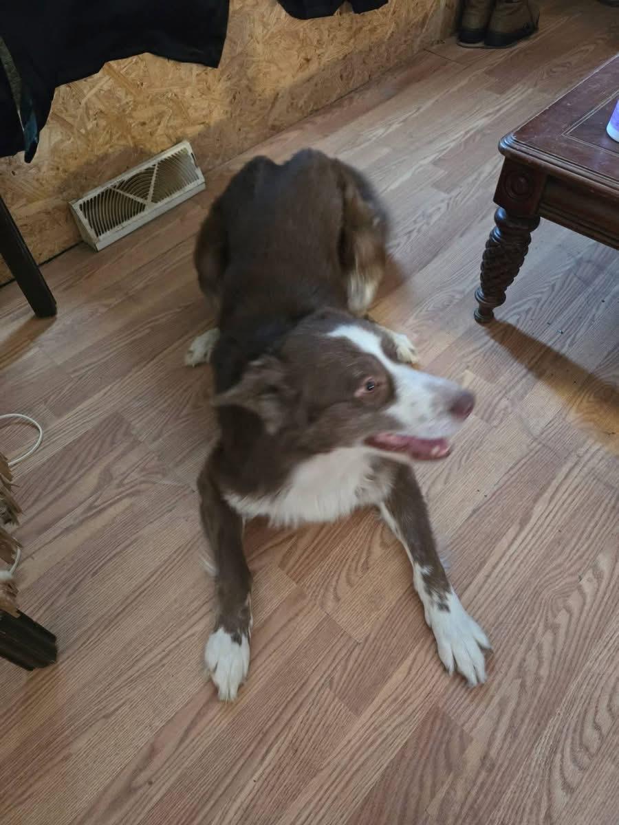 Enlarge Zeke - Adoption Fee Sponsored, an adopted mixed breed in St Henry, OH image 2/2