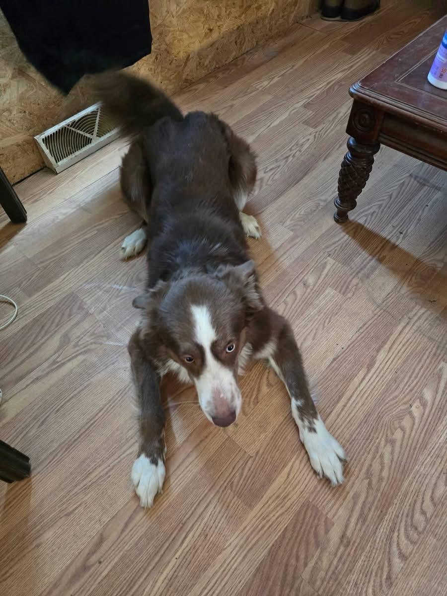 Enlarge Zeke - Adoption Fee Sponsored, an adopted mixed breed in St Henry, OH image 1/2