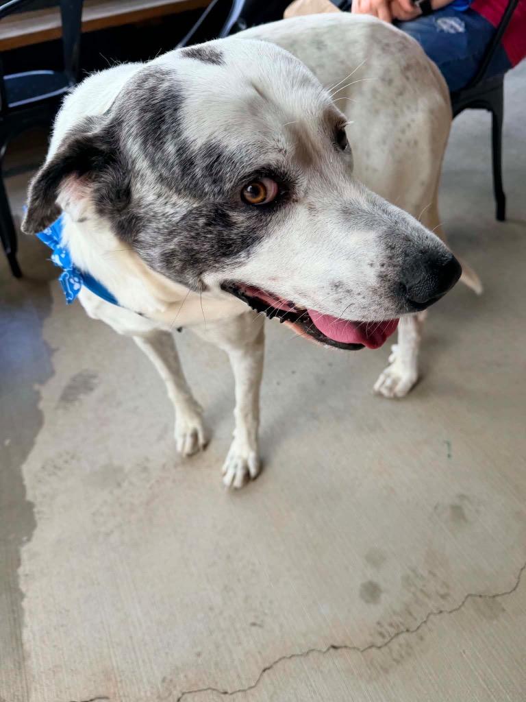 Enlarge Bo, a Adoptable mixed breed in Sharpsburg, GA image 1/3