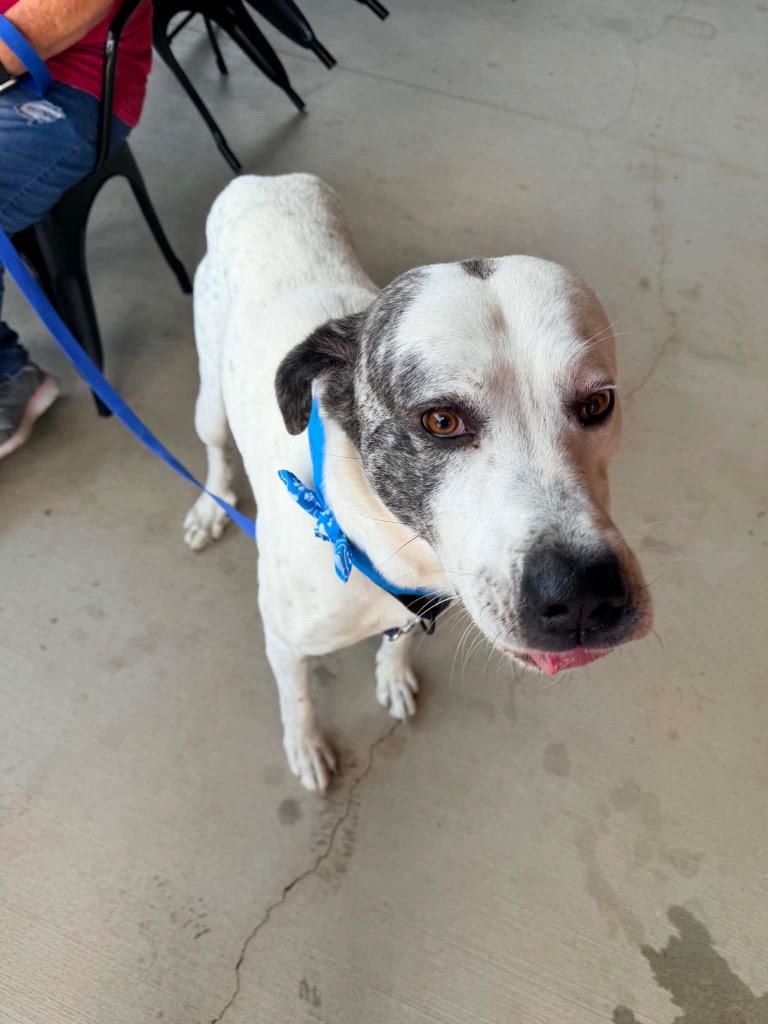 Enlarge Bo, a Adoptable mixed breed in Sharpsburg, GA image 2/3
