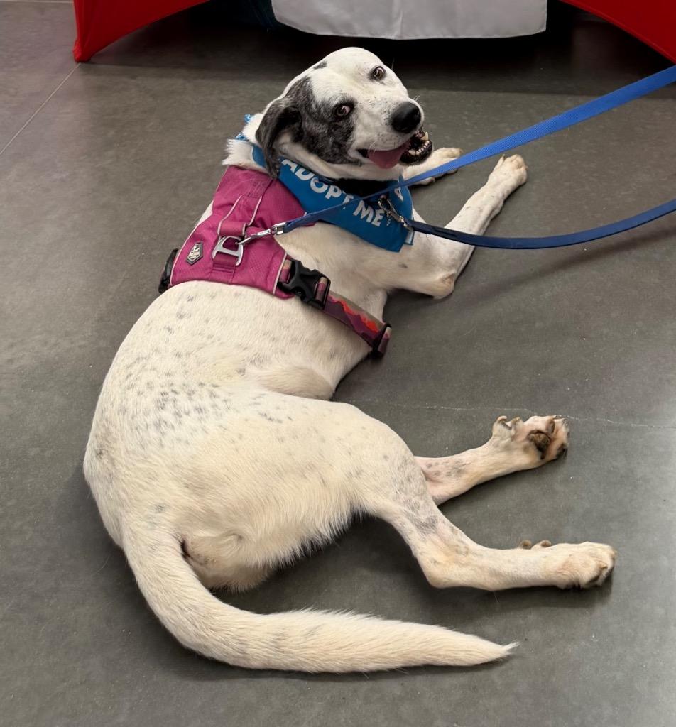 Bo, a Adoptable mixed breed in Sharpsburg, GA image 3/4