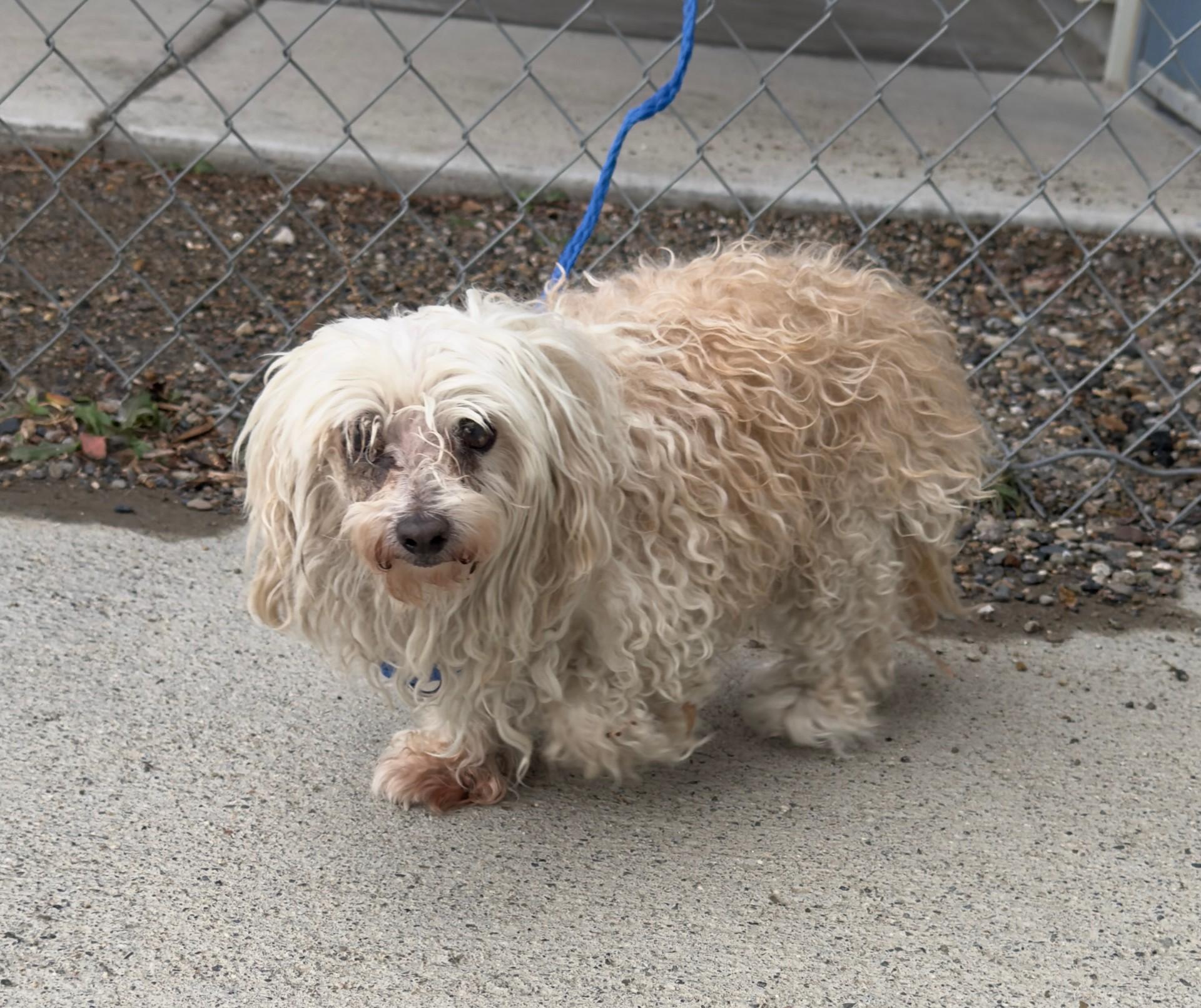 60006370, adoptable, Adult Female Maltese.