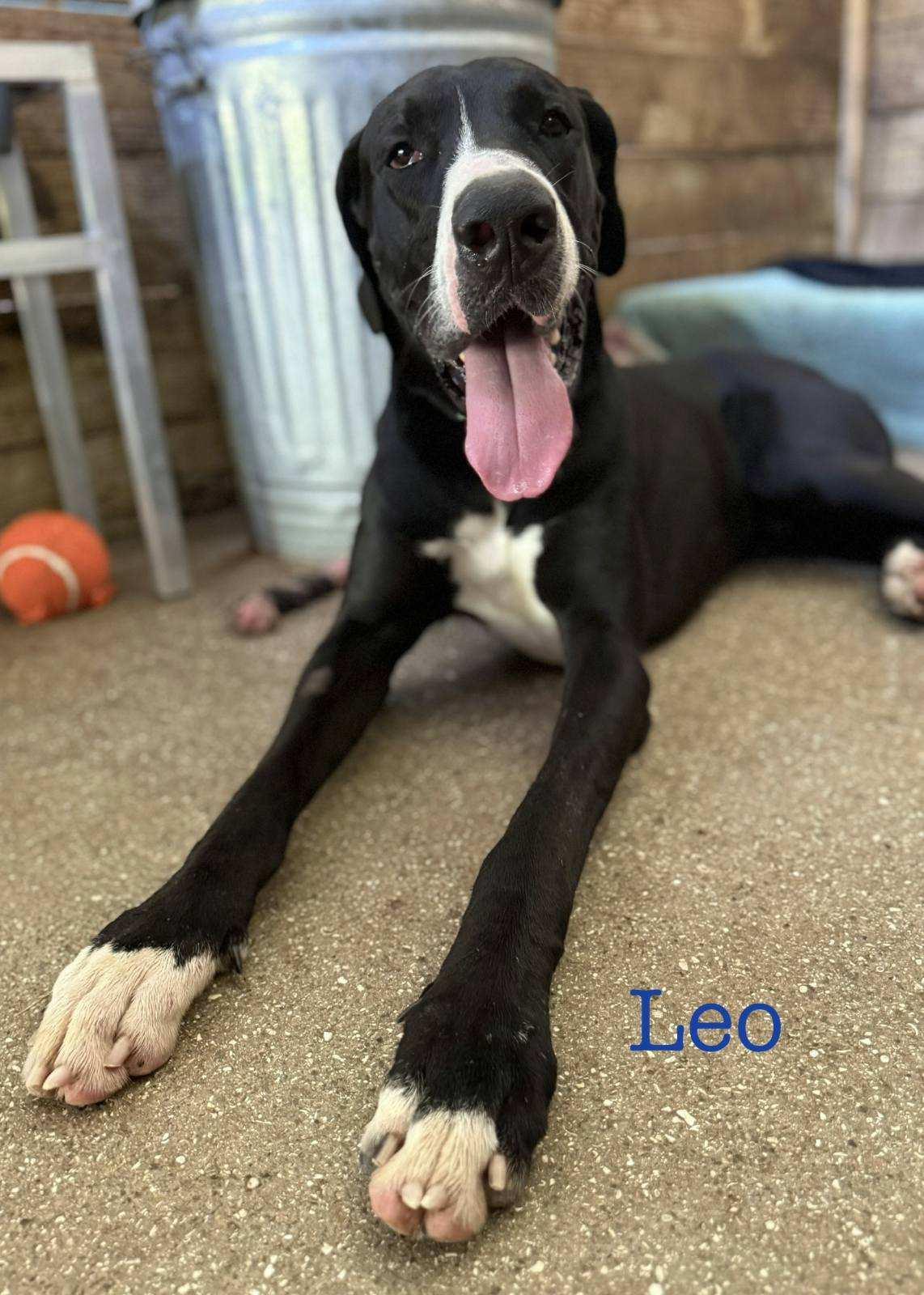Enlarge Leo, a Adoptable Great Dane in Jupiter, FL image 1/1