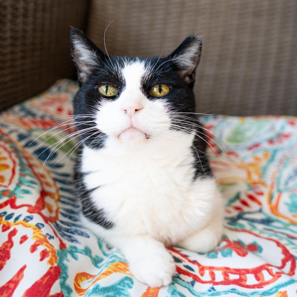 Mai Mai, Adoptable, Senior Female Domestic Short Hair.