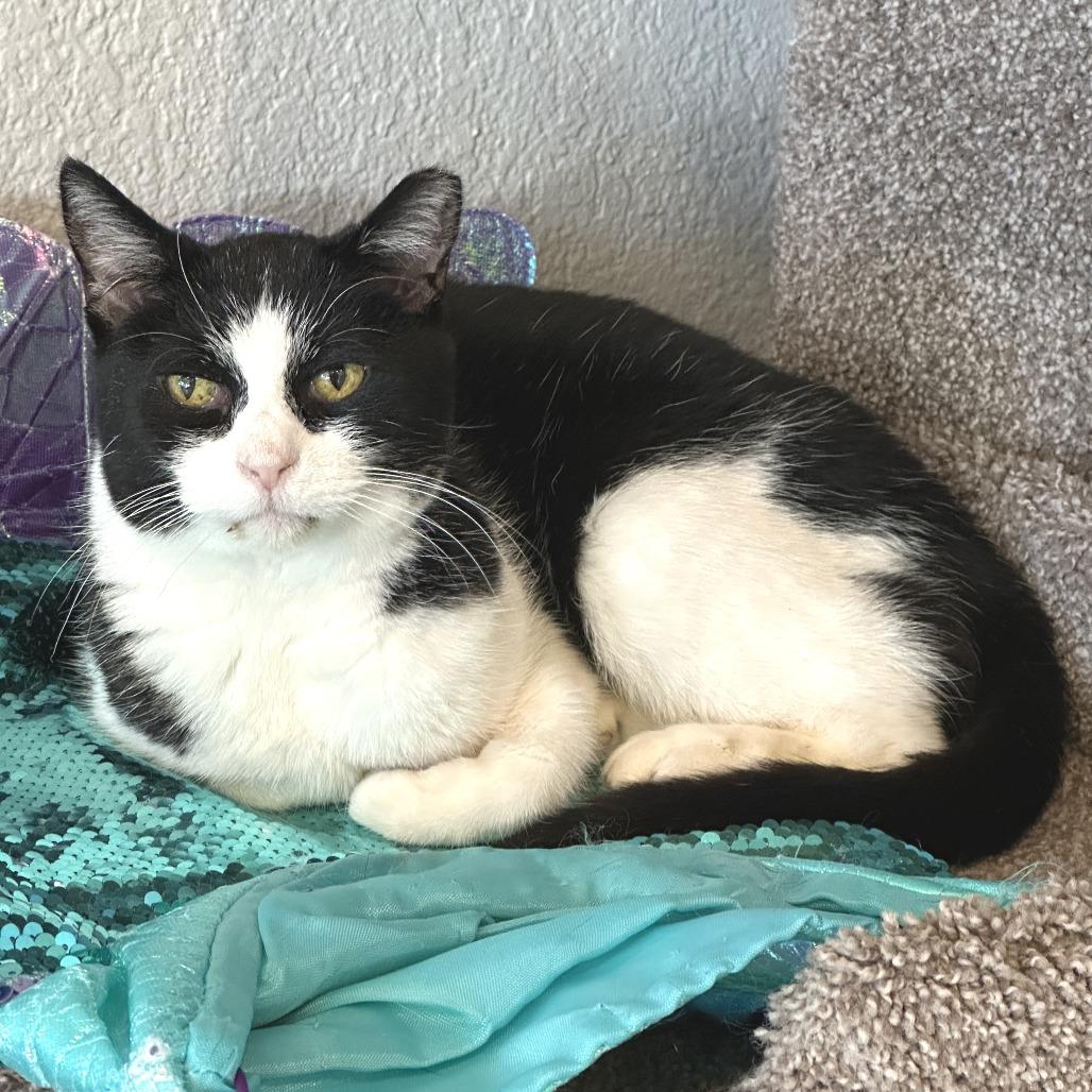 Mai Mai, a Adoptable Domestic Short Hair in Durango, CO image 3/3