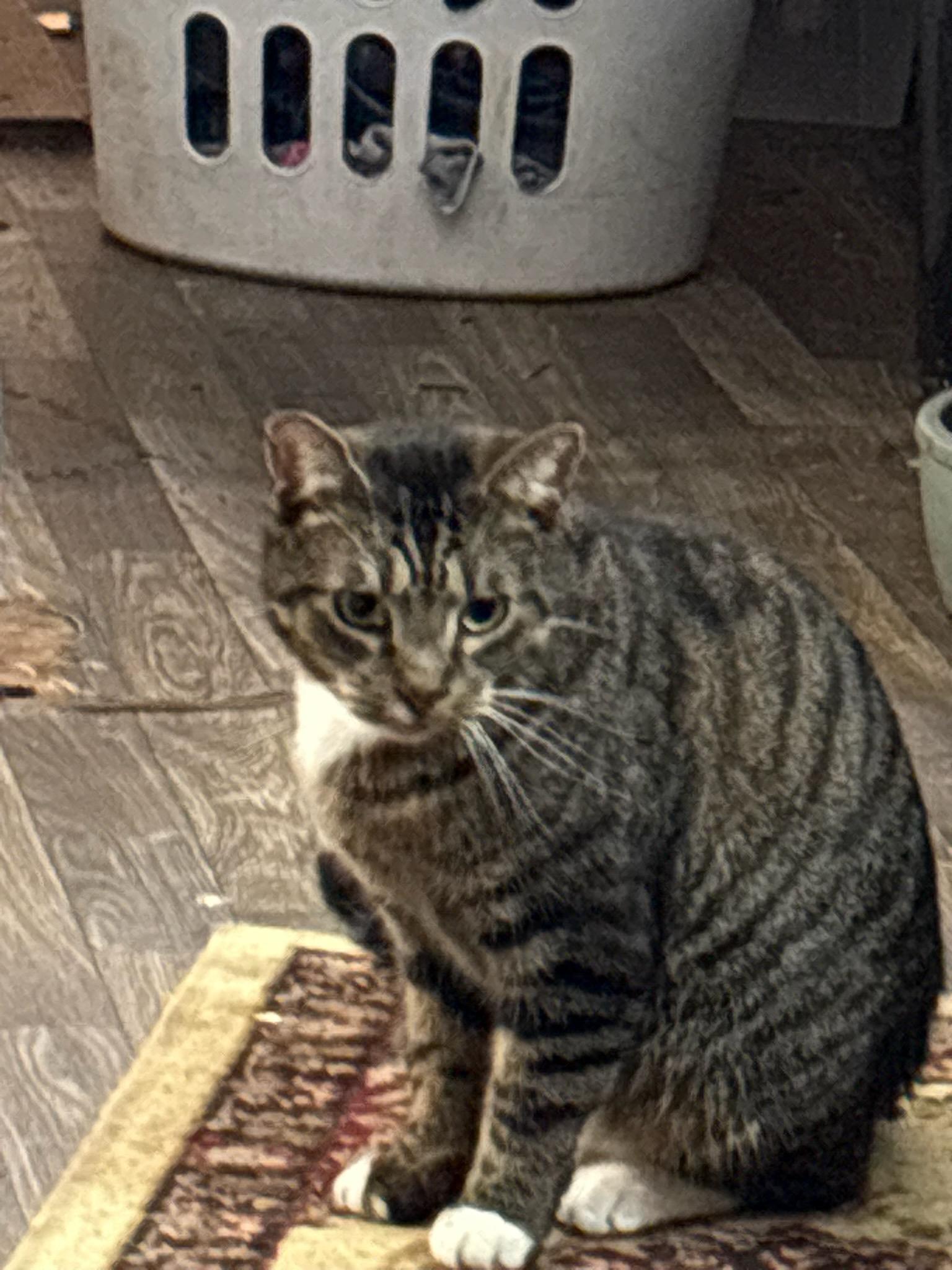 Damien (Courtesy Post)