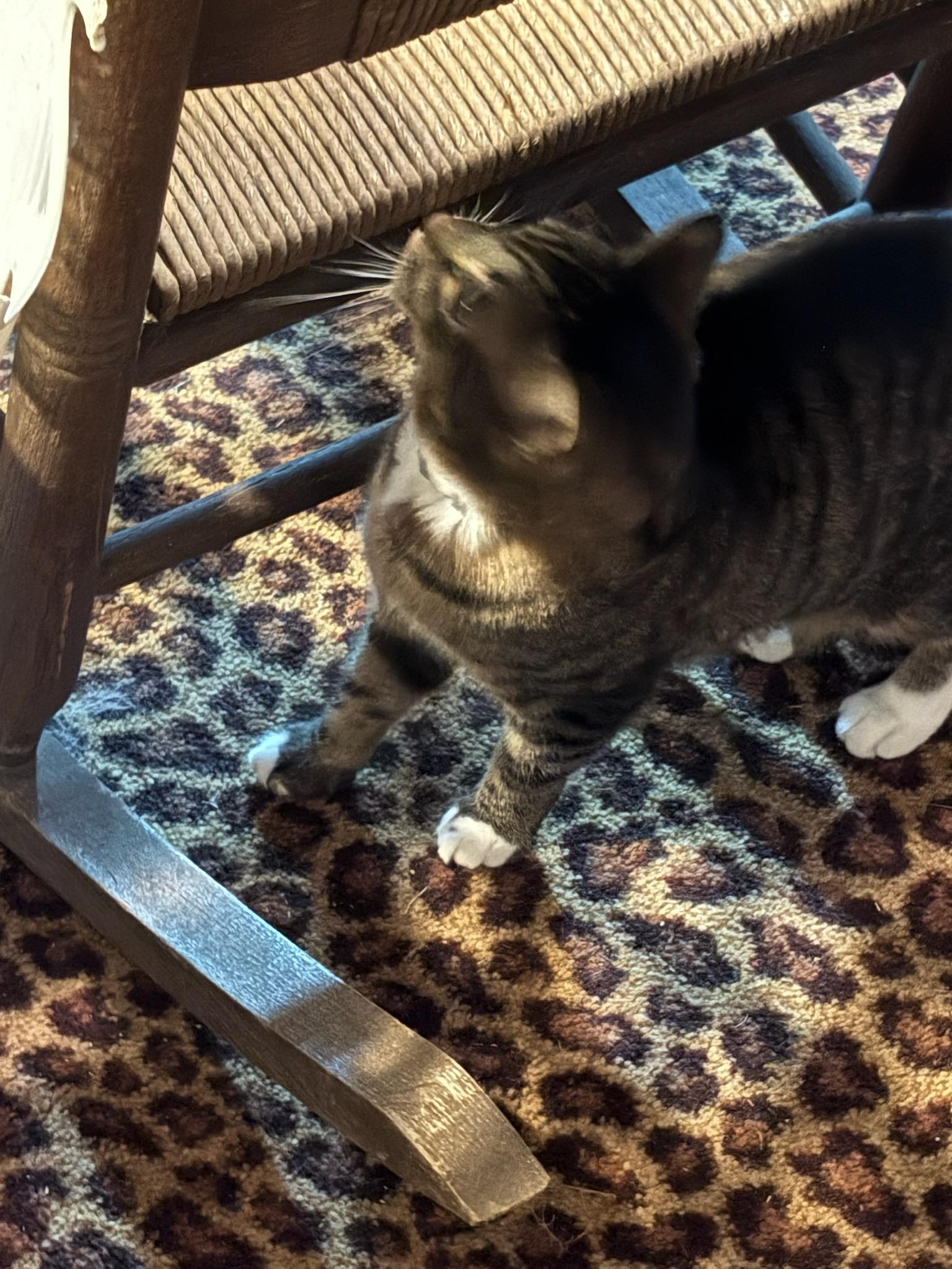 Damien (Courtesy Post)