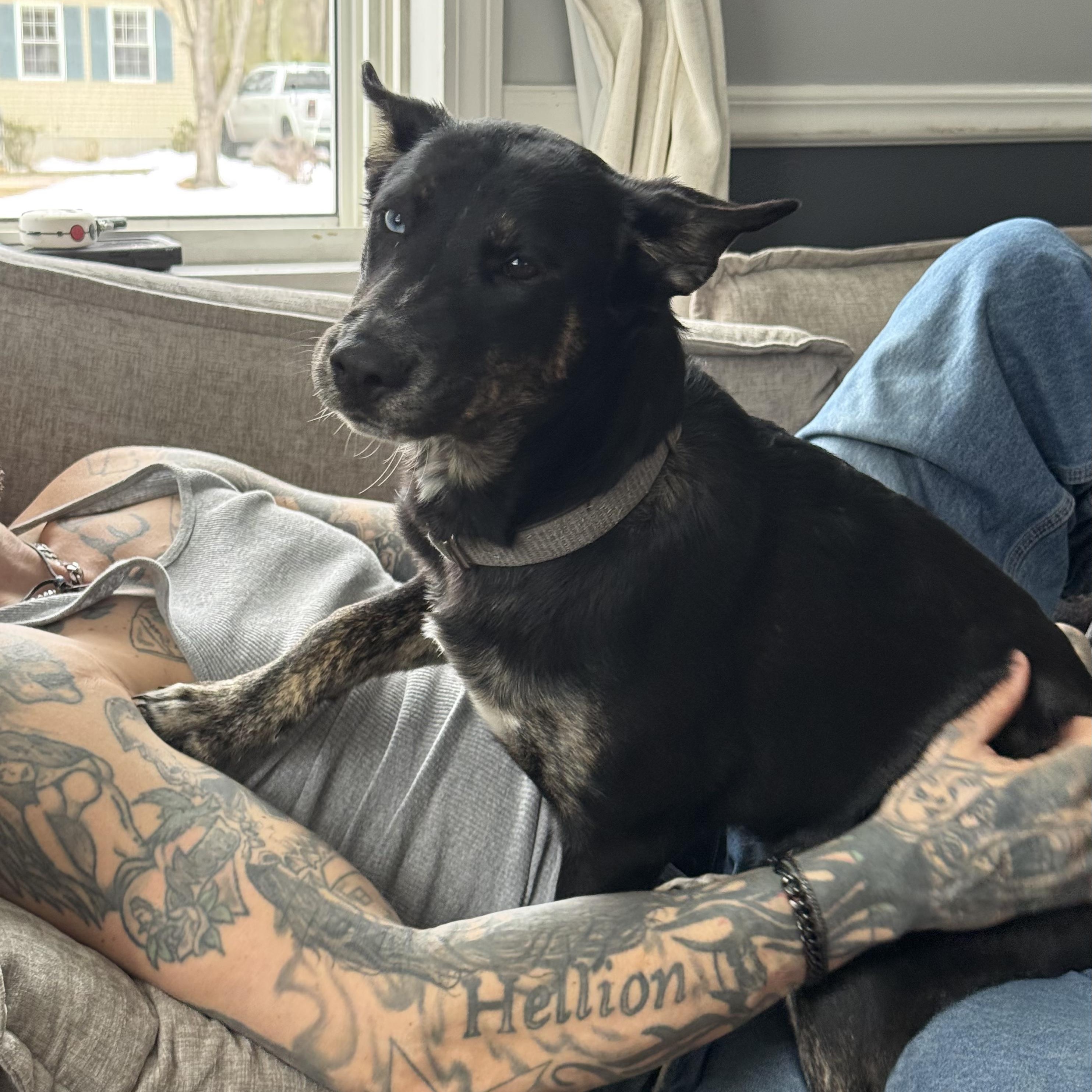 Enlarge Chloe, a Adoptable mixed breed in Trenton, ON image 2/5