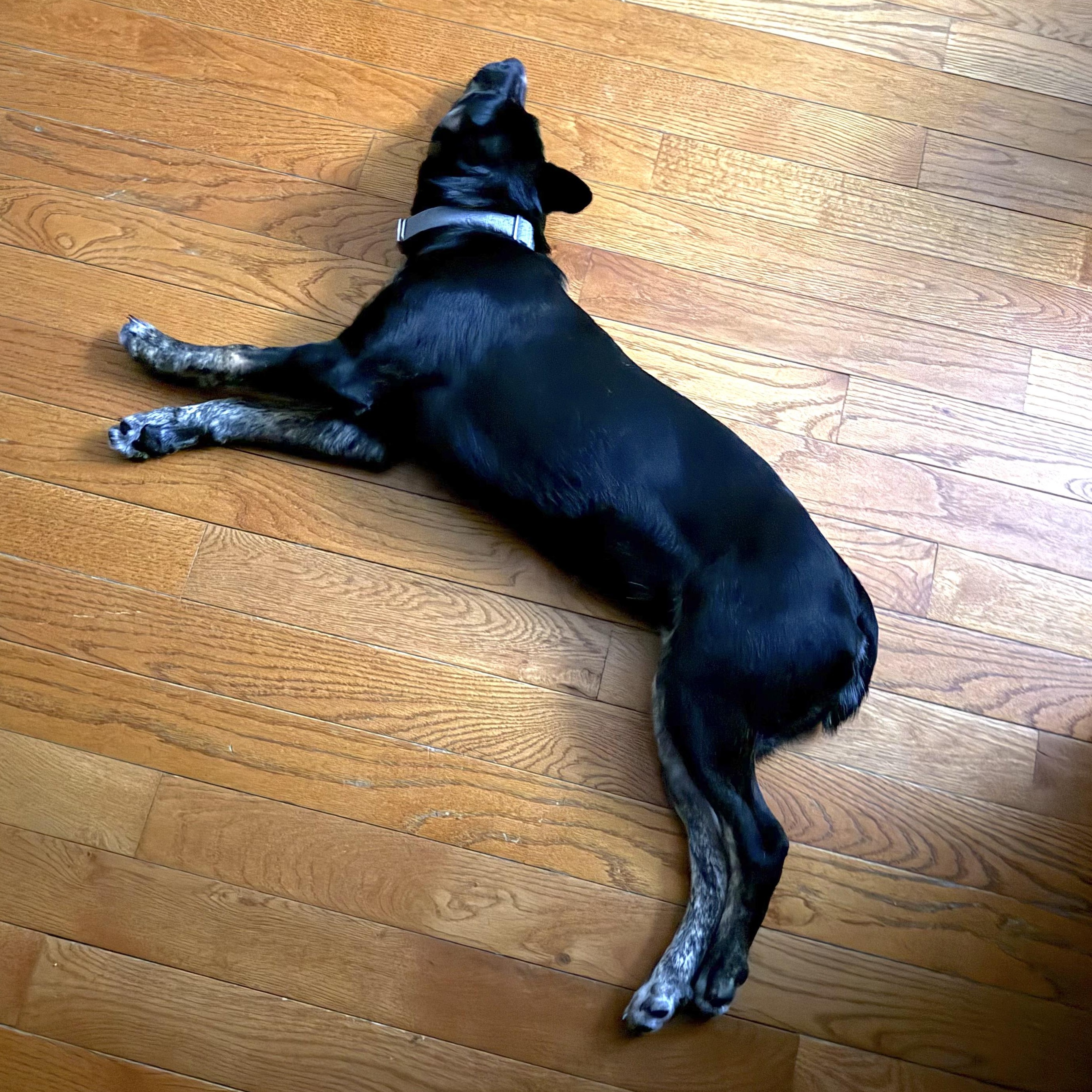 Enlarge Chloe, a Adoptable mixed breed in Trenton, ON image 5/5
