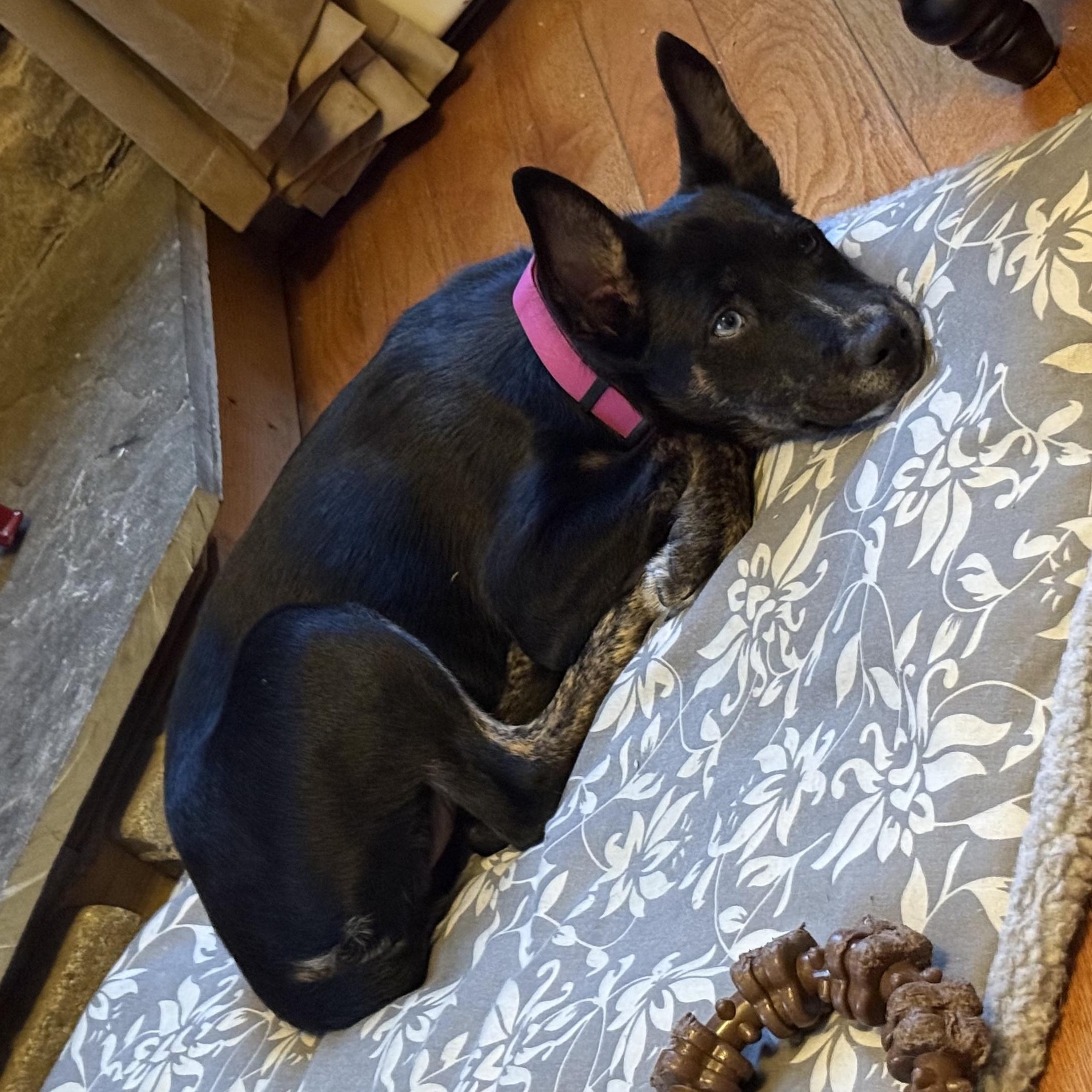 Enlarge Chloe, a Adoptable mixed breed in Trenton, ON image 3/5