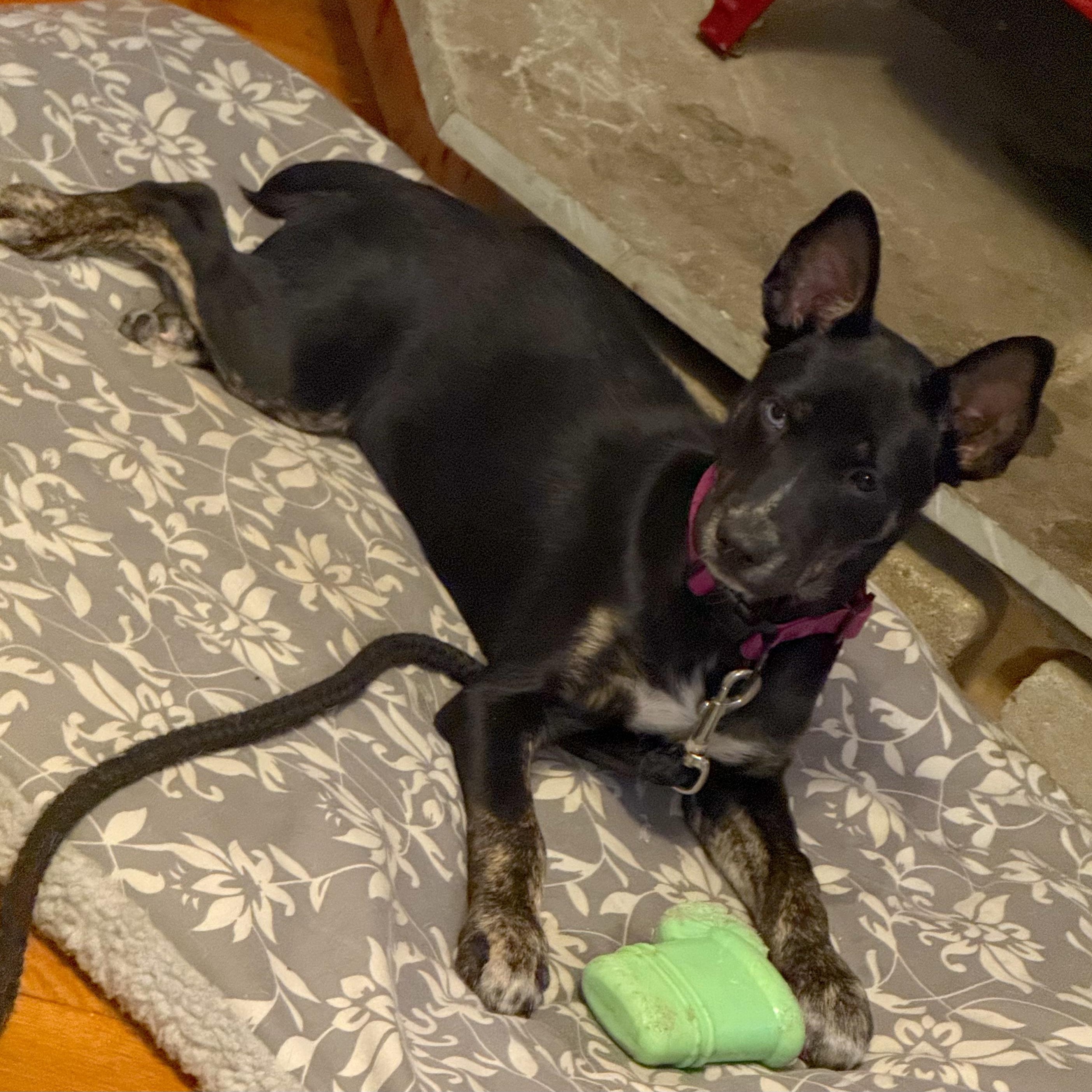 Enlarge Chloe, a Adoptable mixed breed in Trenton, ON image 1/5